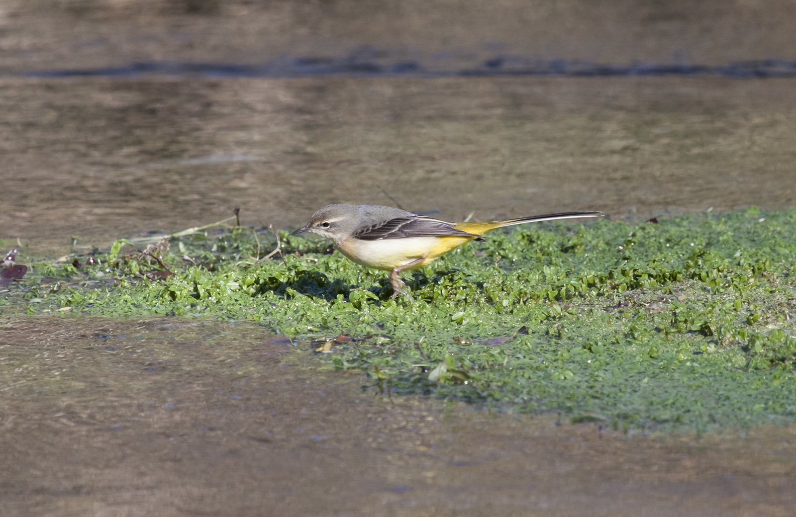 Yellow Wagtail