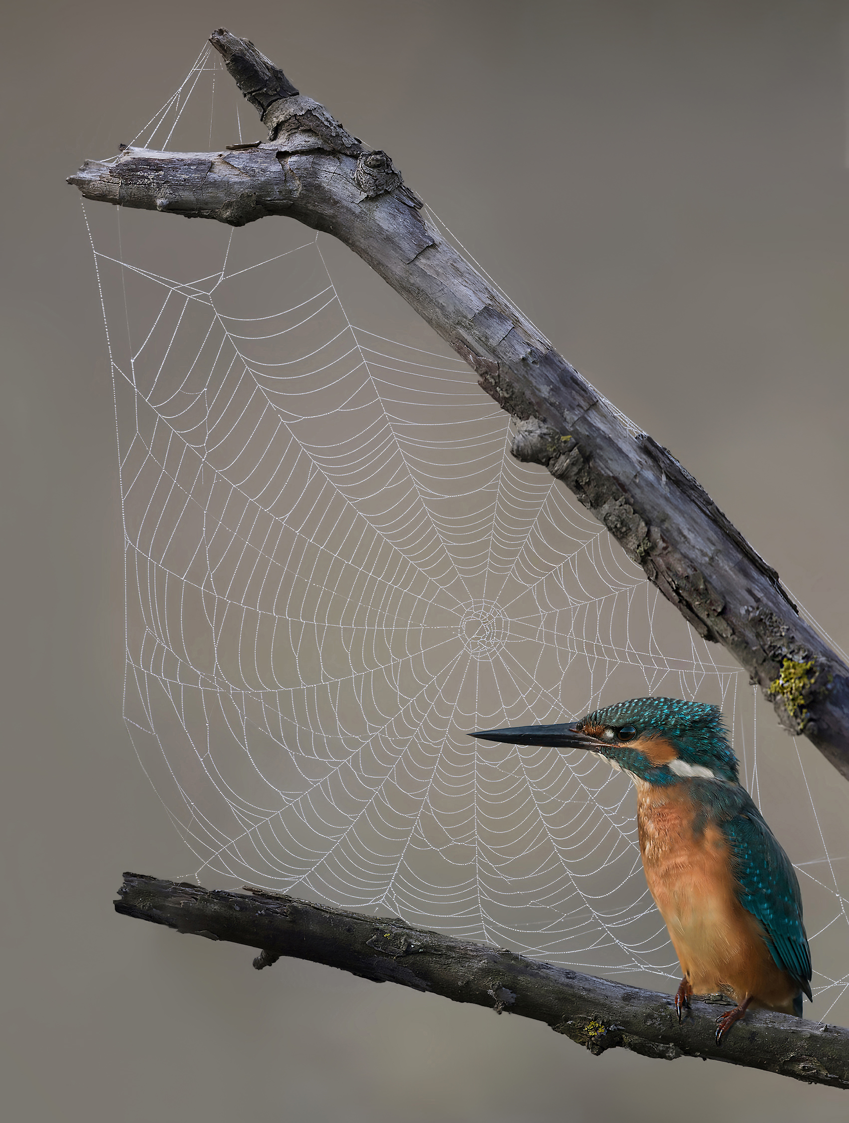 cobweb frost and martin