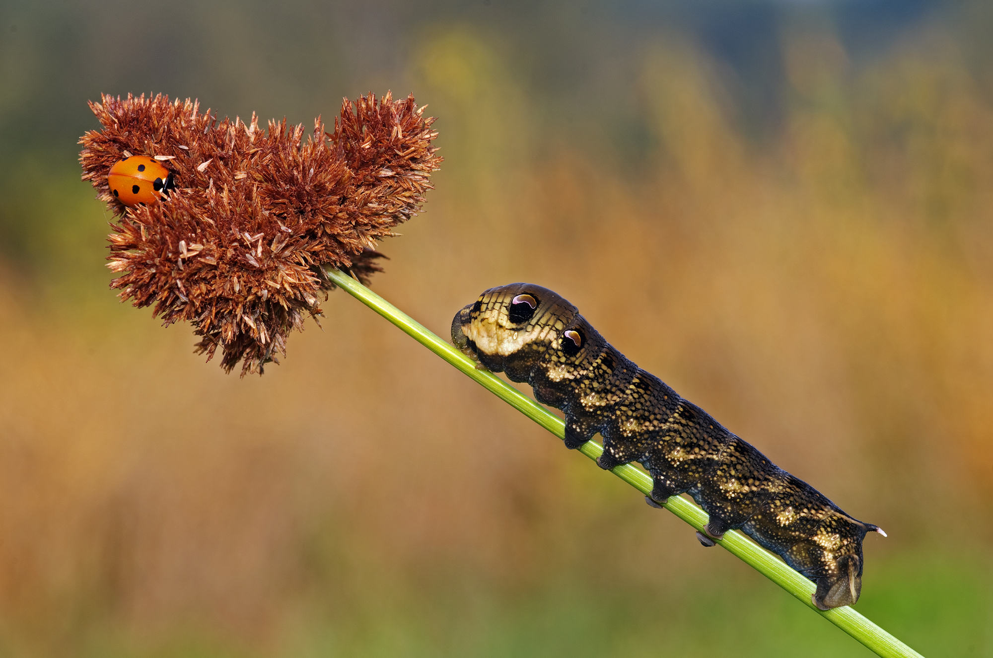 Bruco di sfinge della vite