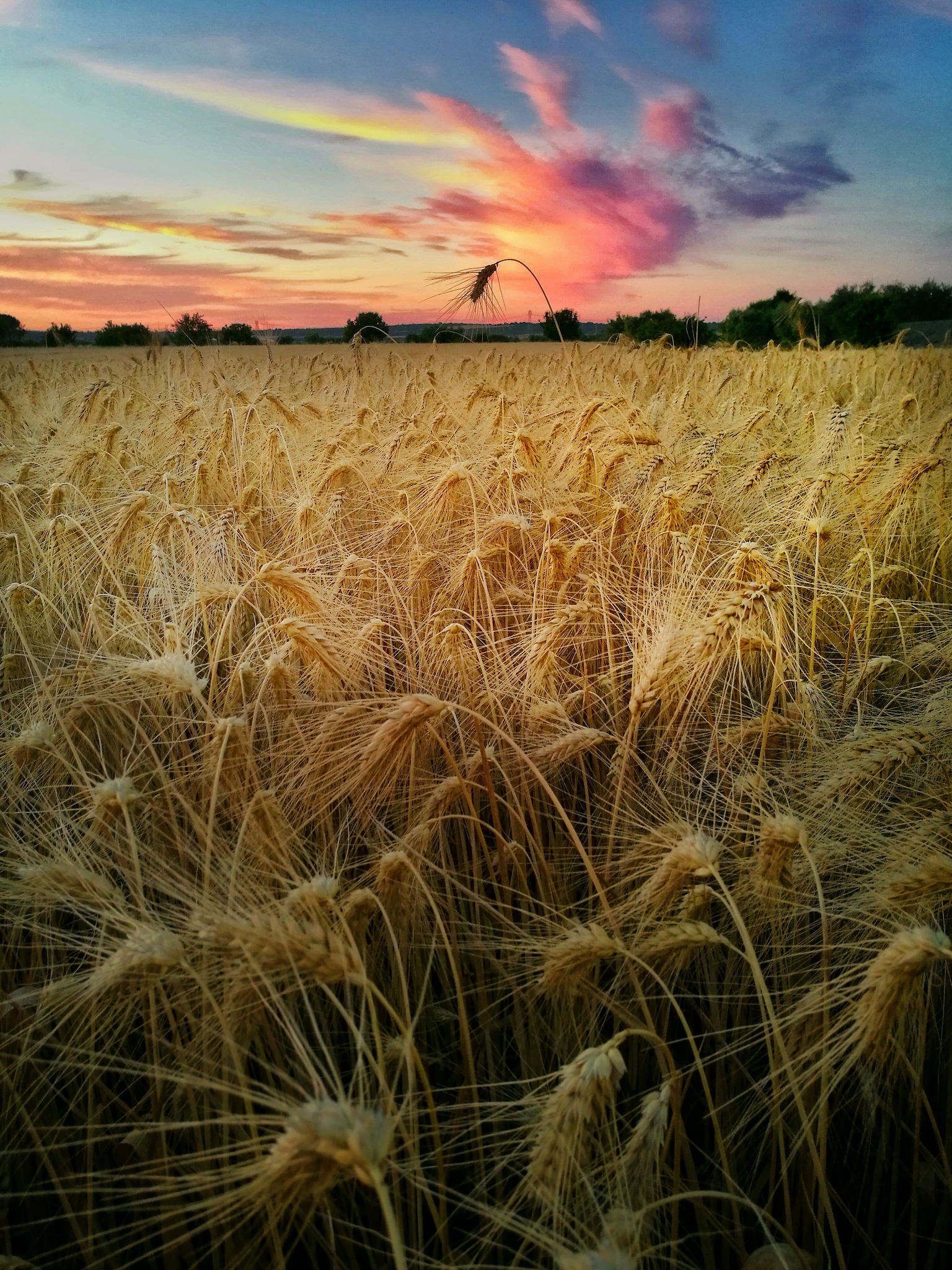 field of wheat at sunset