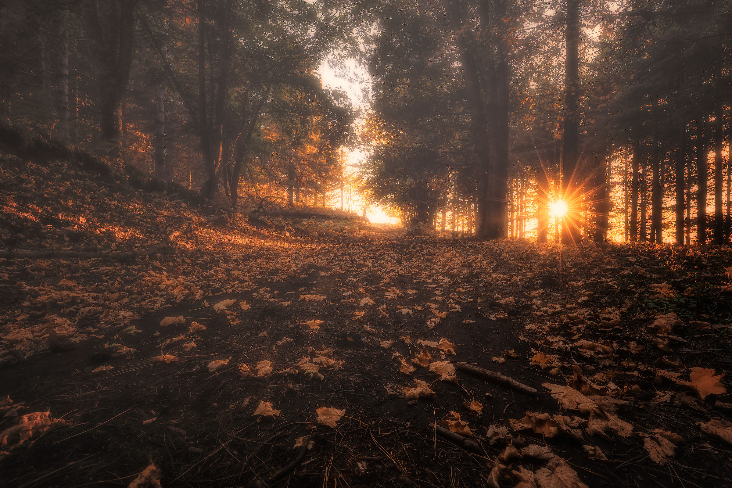 Along a carpet of leaves
