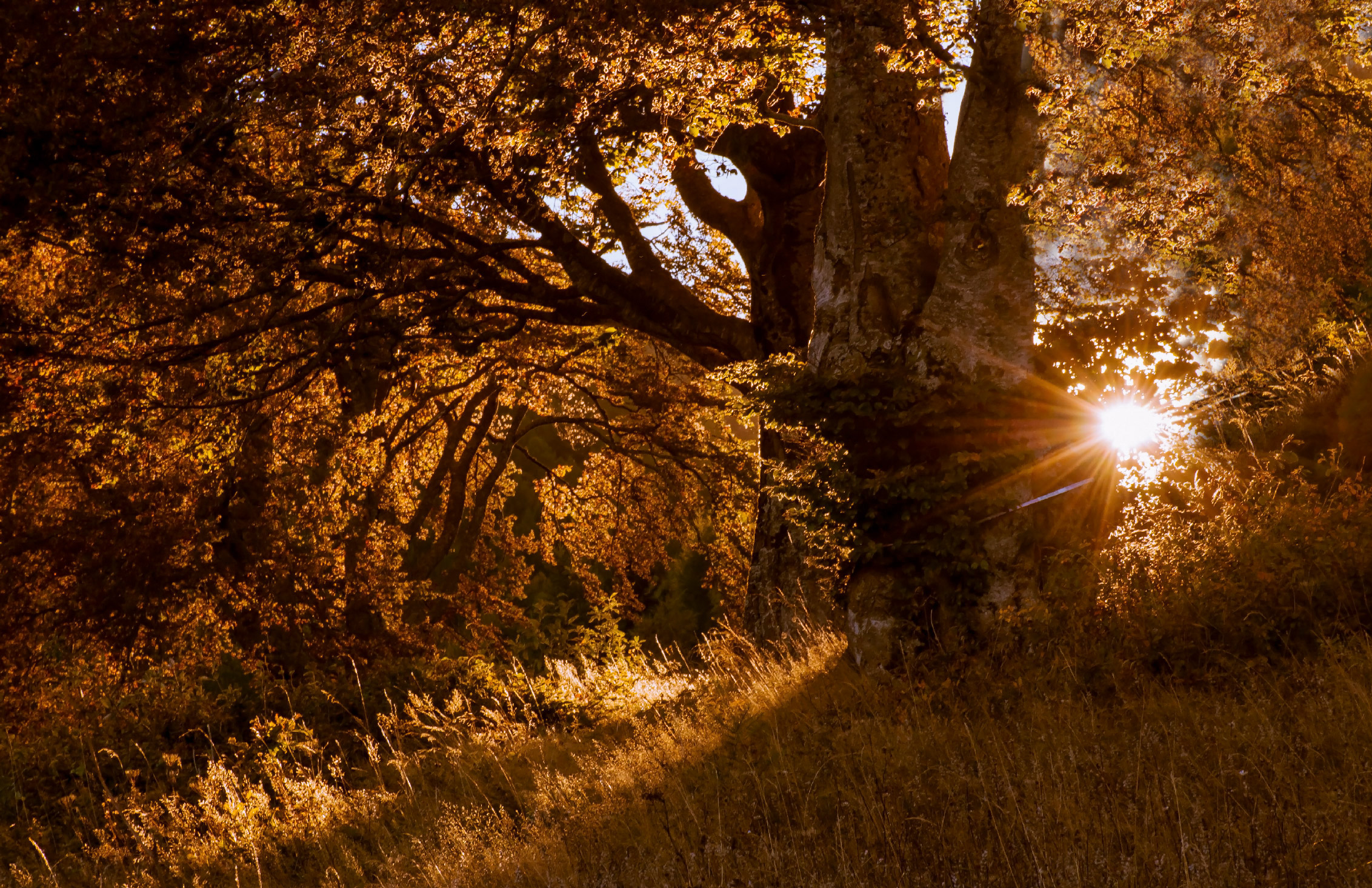 Come il sole all'improvviso