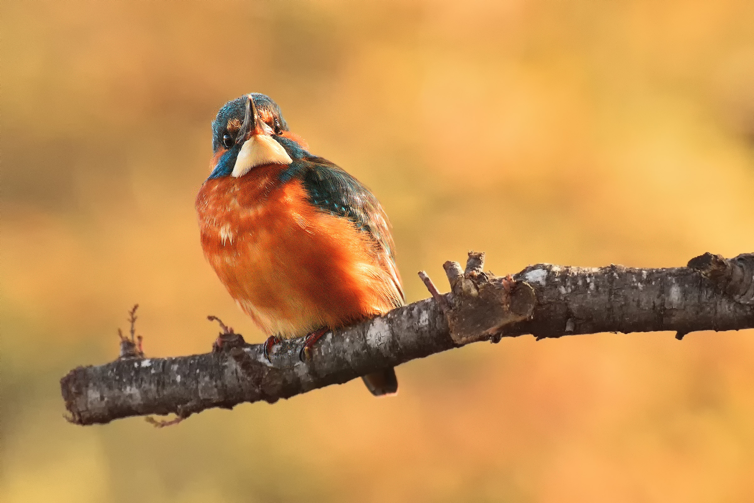 La Martina aims for the top