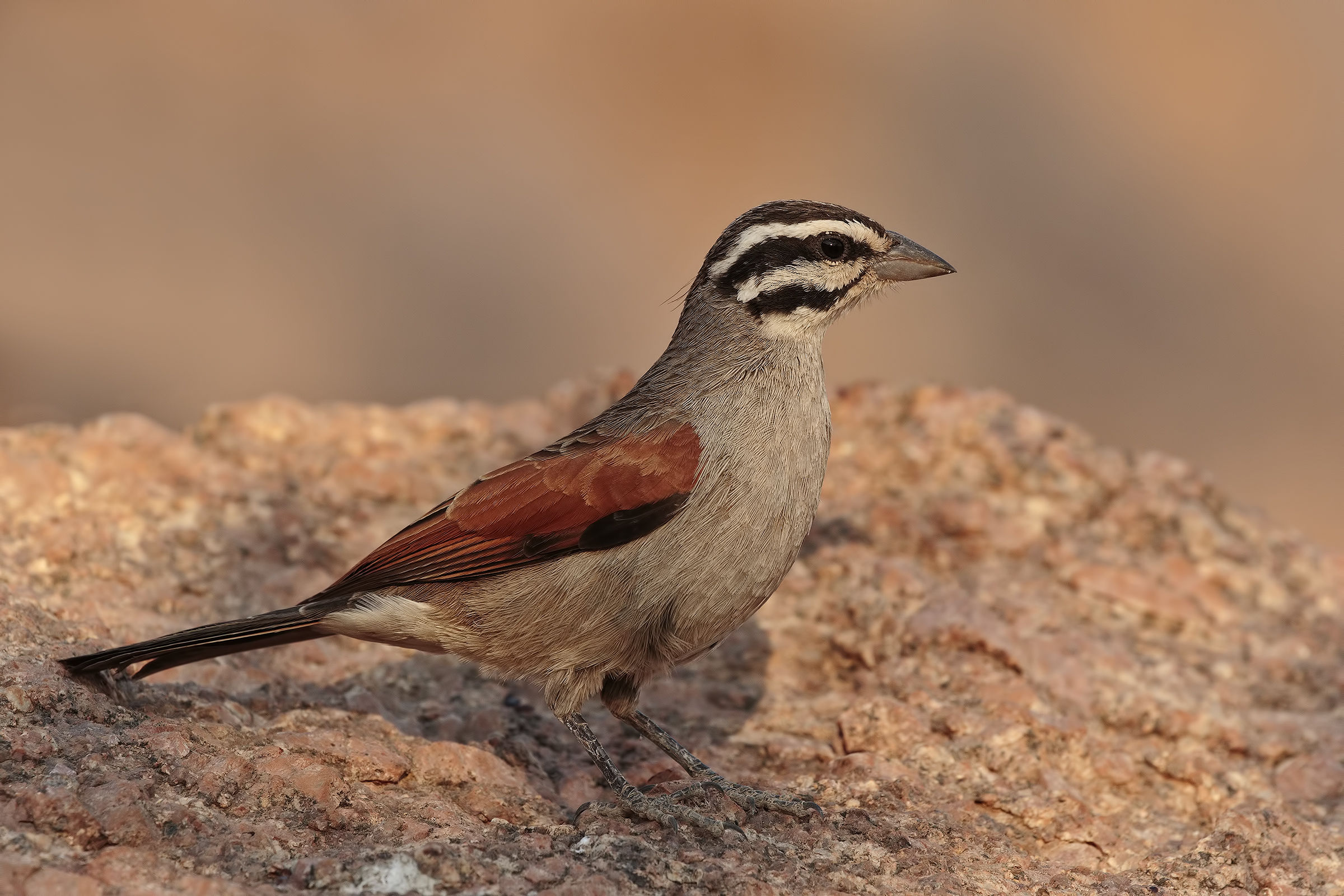 Emberiza capensis