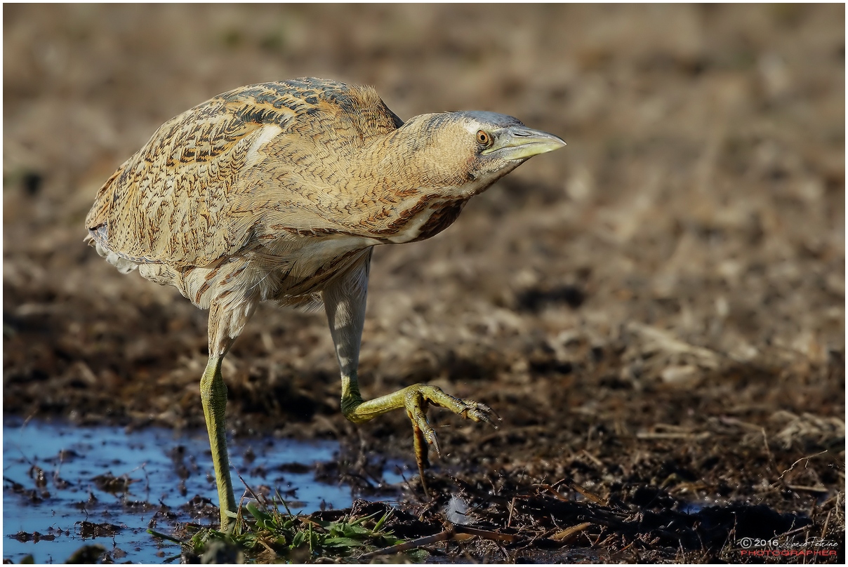 Bittern (Botaurus stellaris)