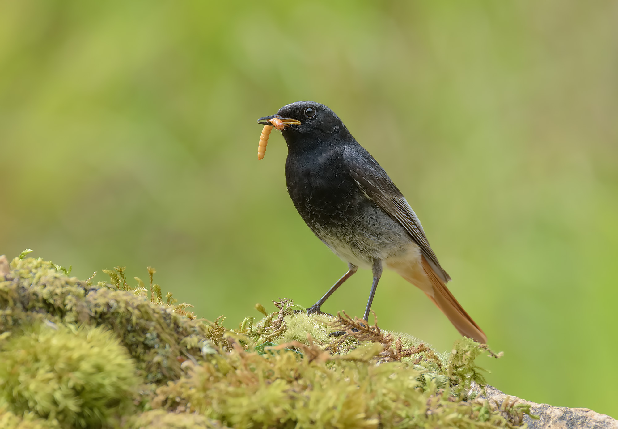 Chimney sweep Redstart male Apuan Alps.