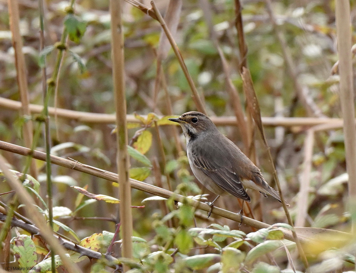 Bluethroat (Luscinia Luscina)