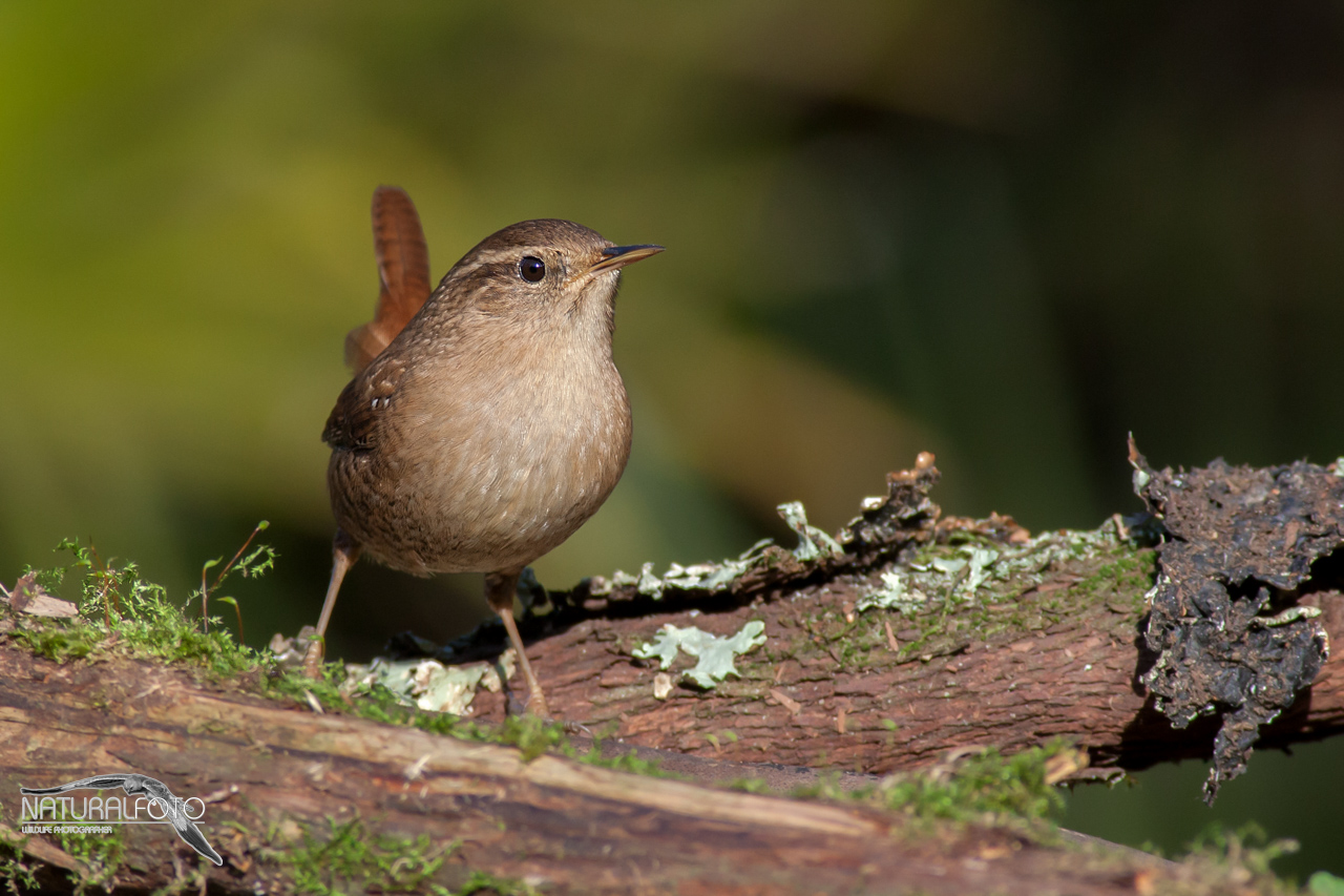 Nuvo capanno, solito scricciolo