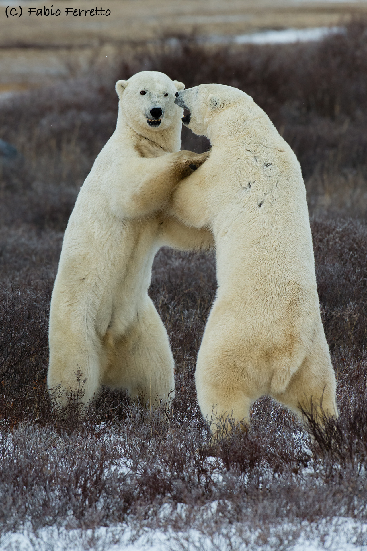 Fight between adults