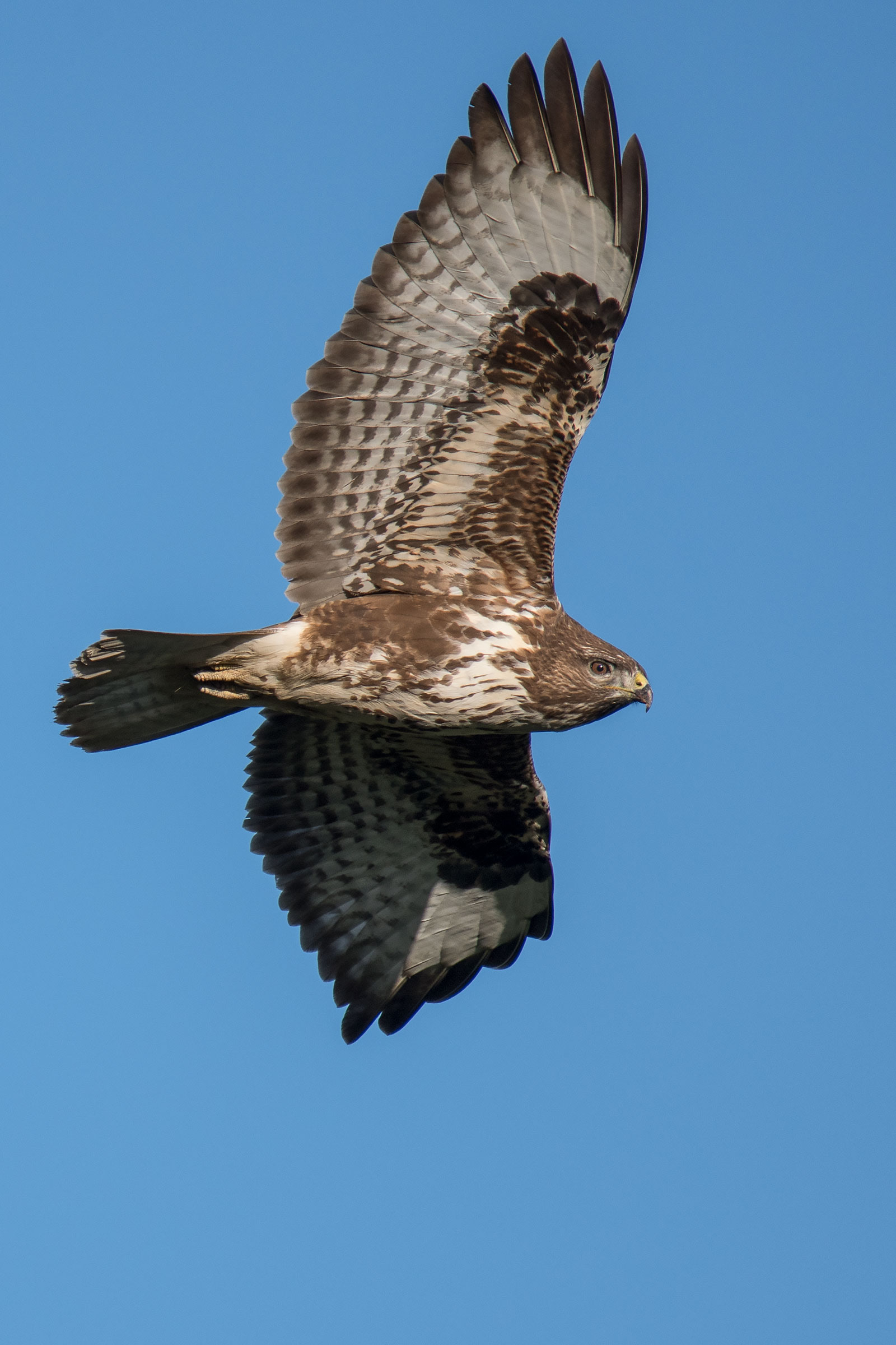 Buzzard