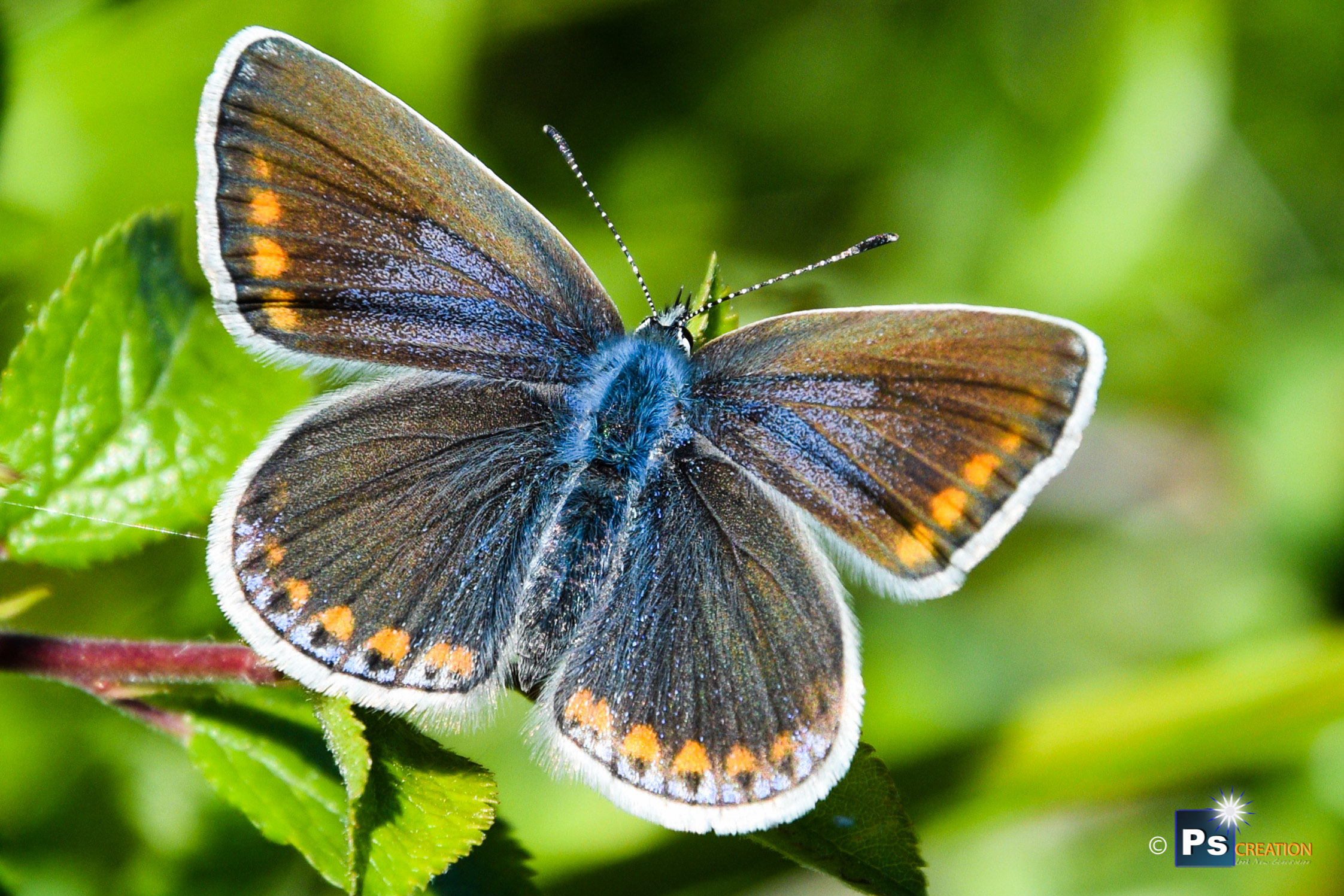 Silver studded Blue Butterfly/Plebejus abetonicus