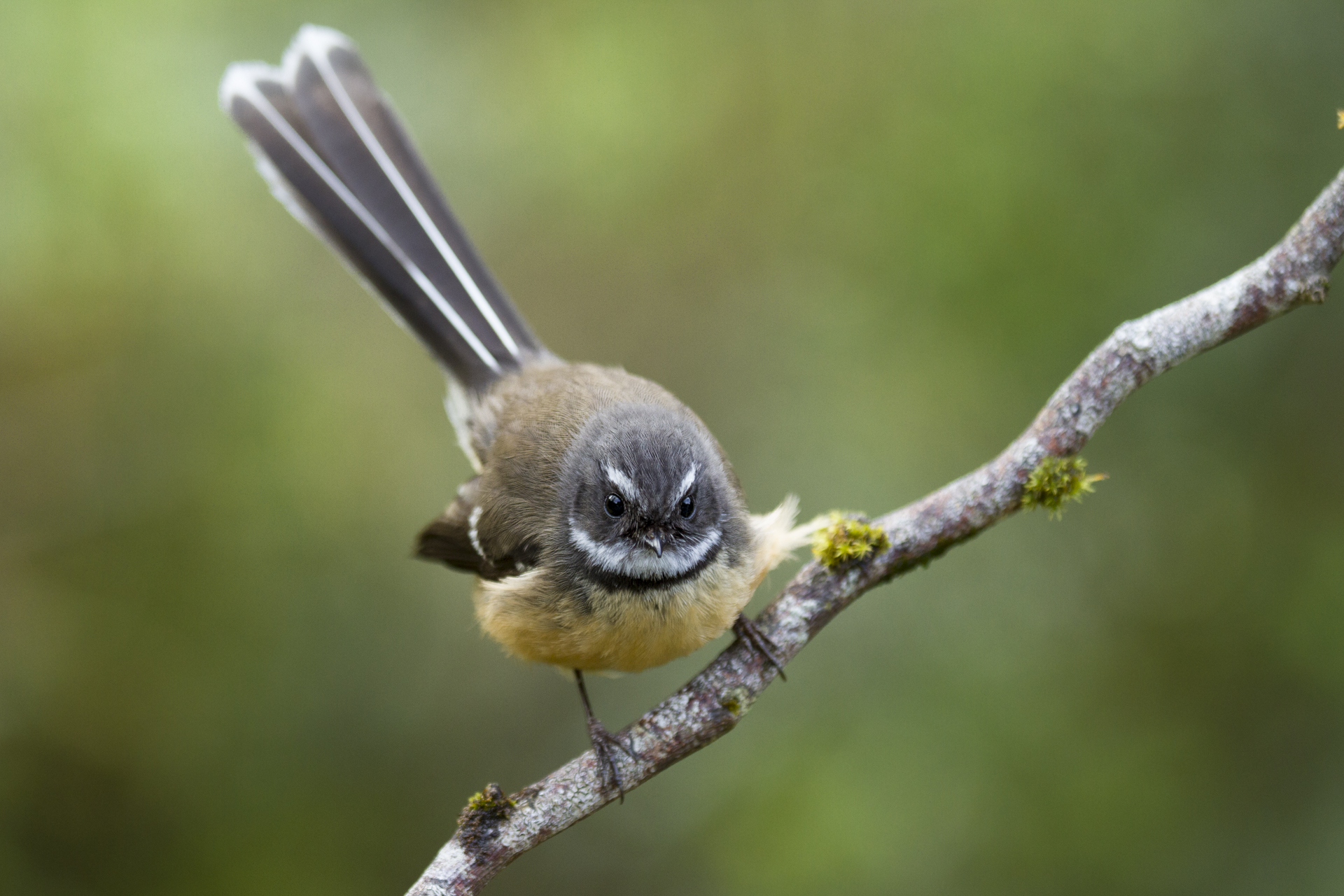 The New Zealand Fantail