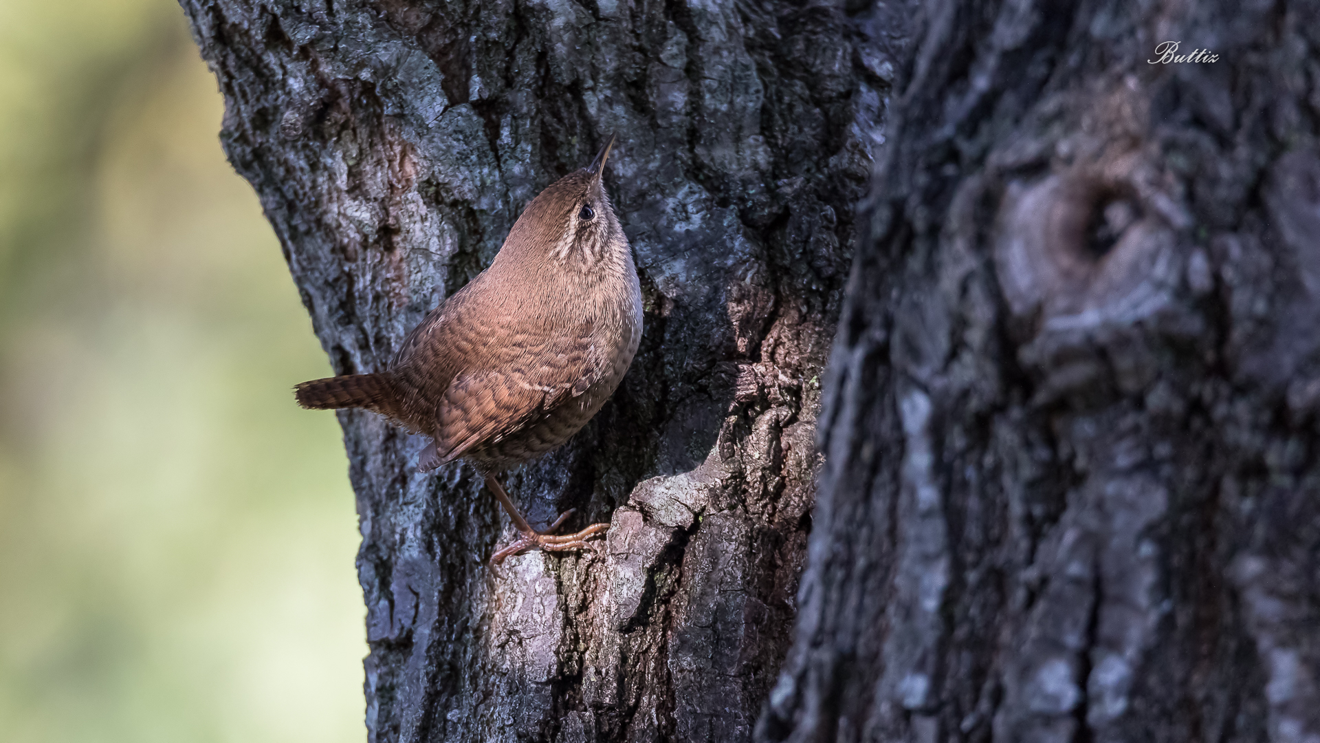 Wren