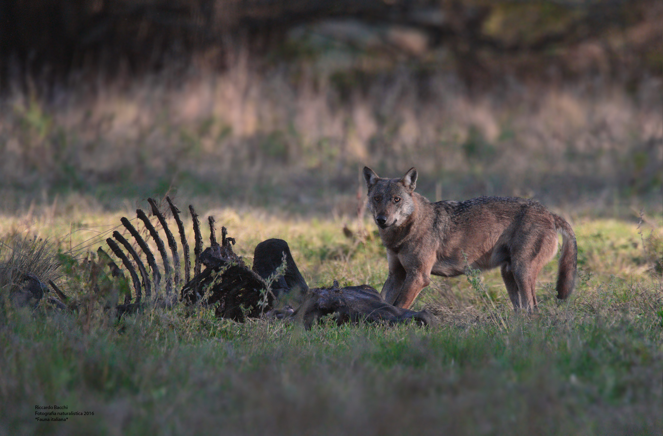 Lupo Appenninico su carcassa