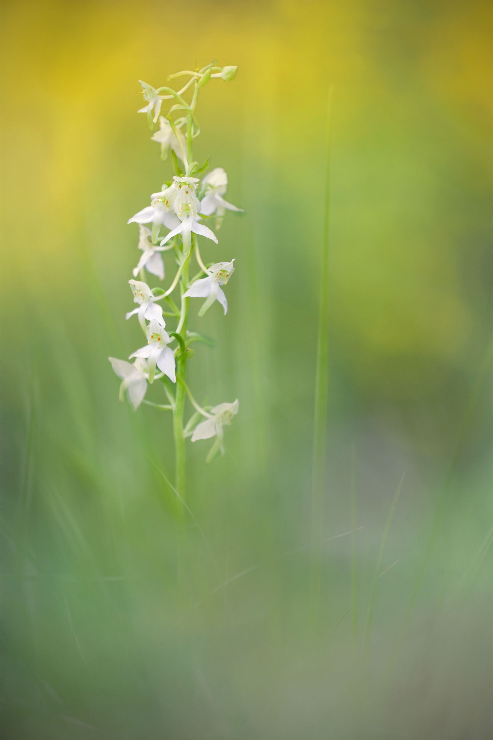 Platanthera chlorantha