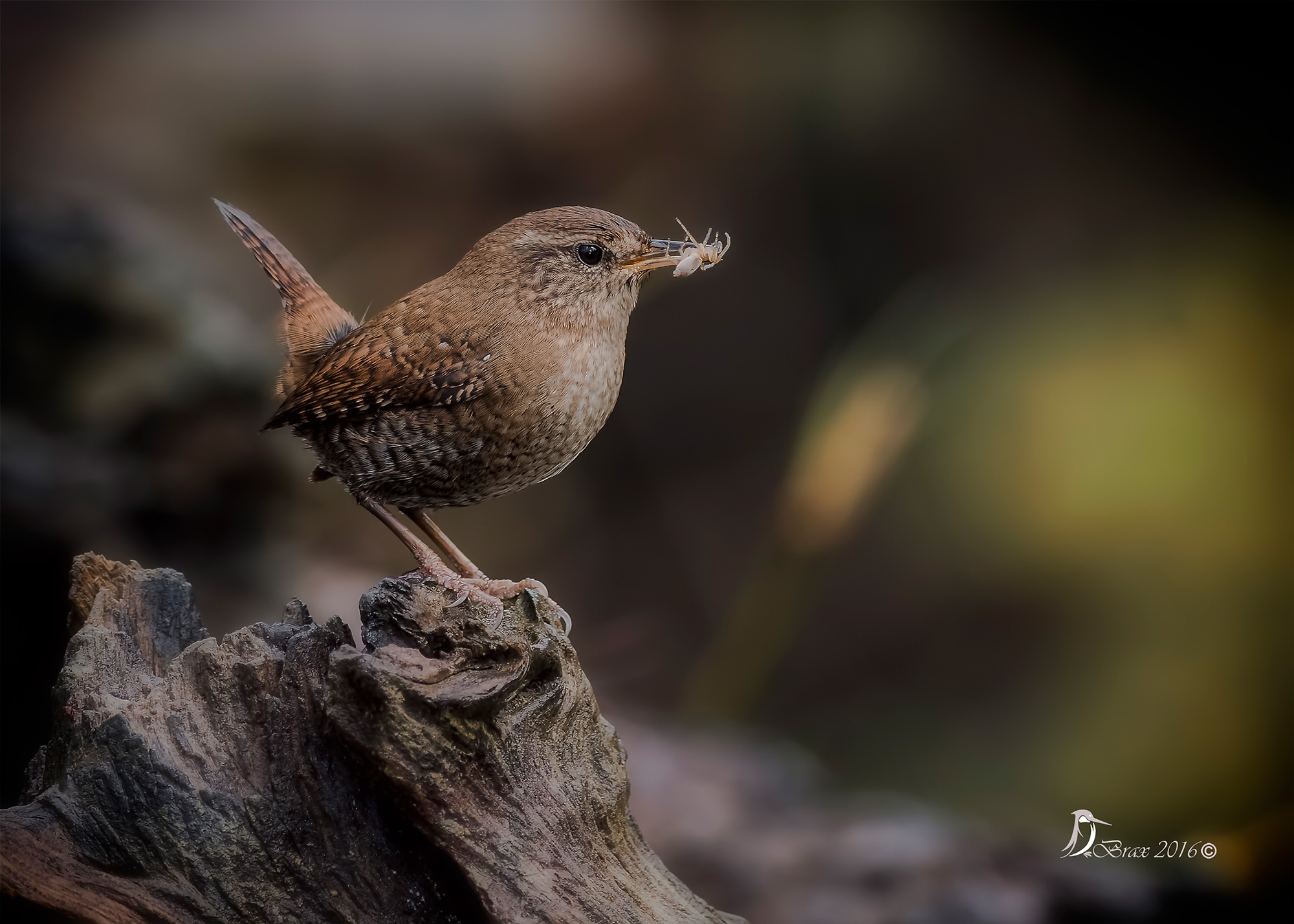 Wren