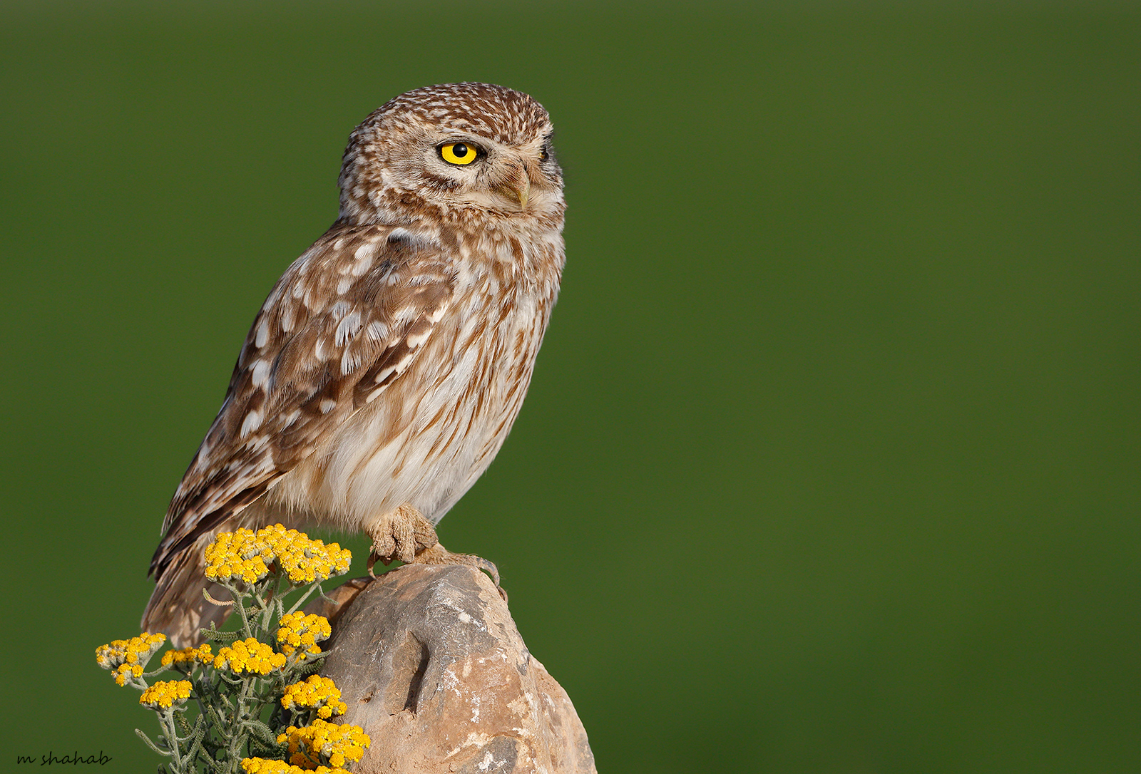 Little Owl