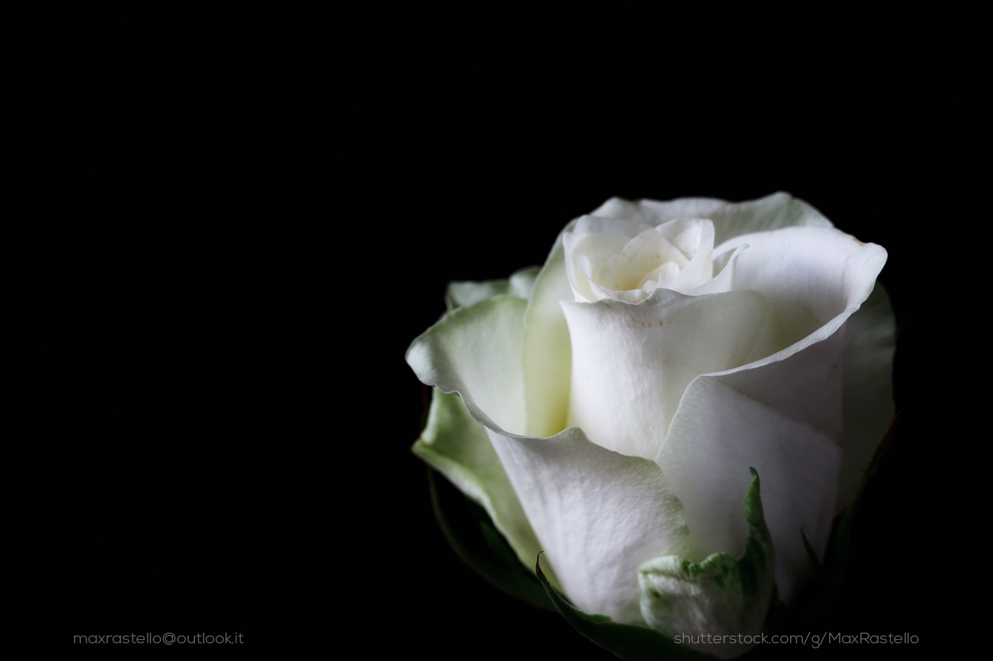 A white rose on a pure love