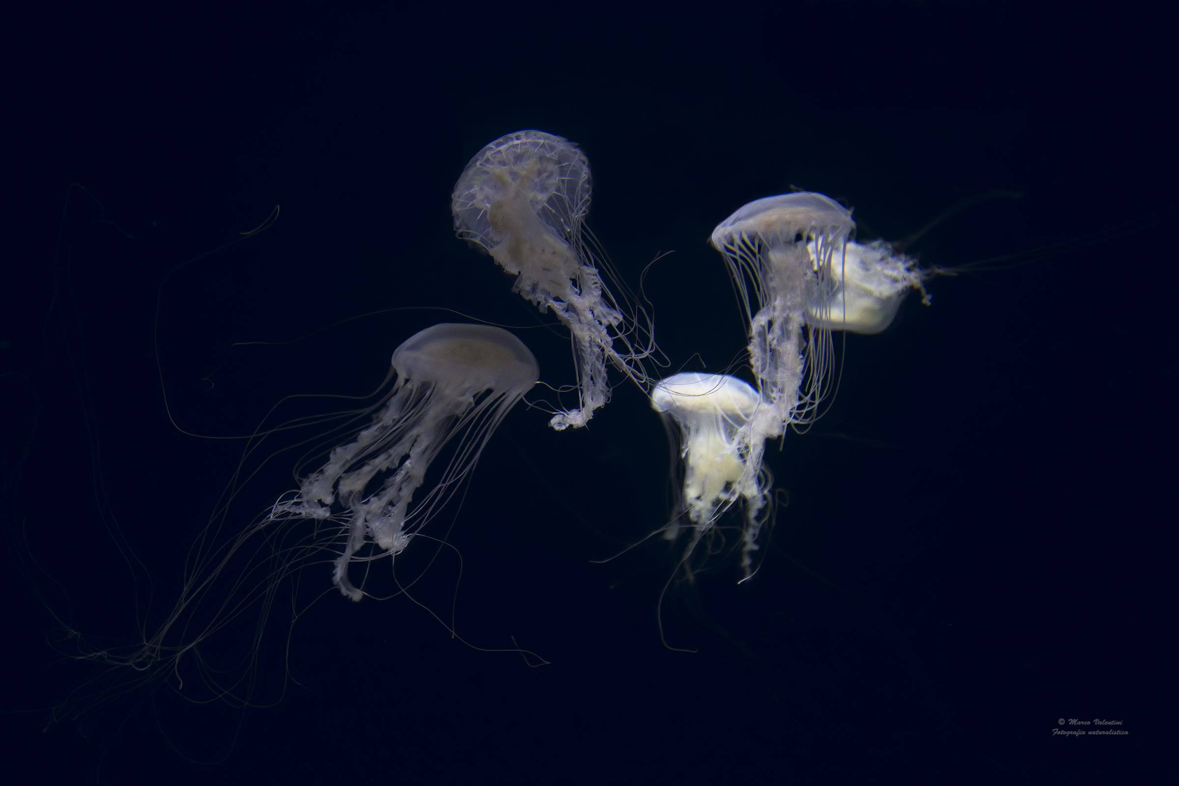 Blue dancing jellies