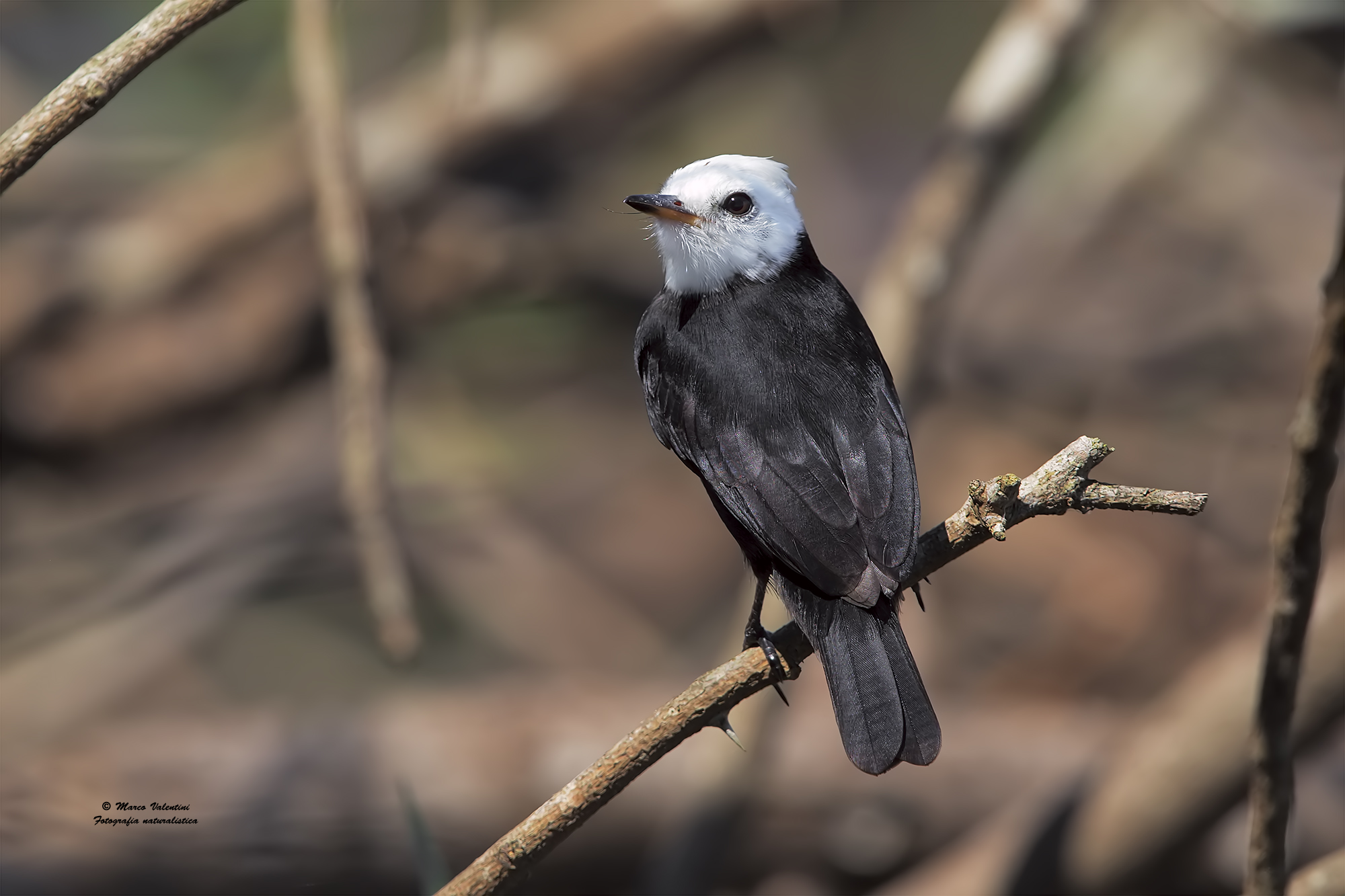 White-headed Marsh tyrant