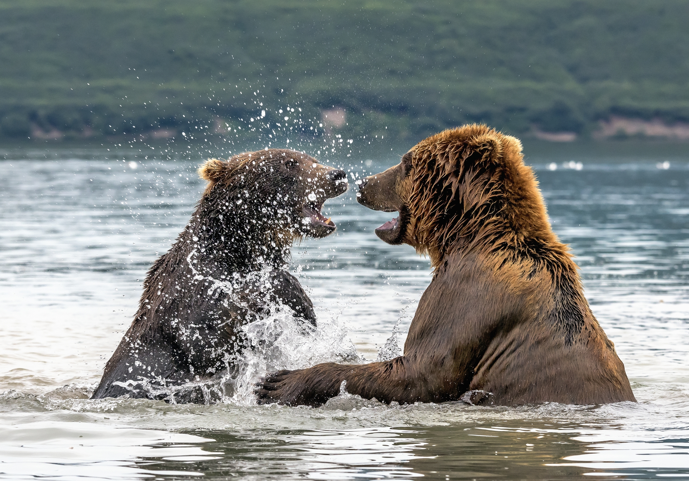 Kamchatka 2016 - Giochi