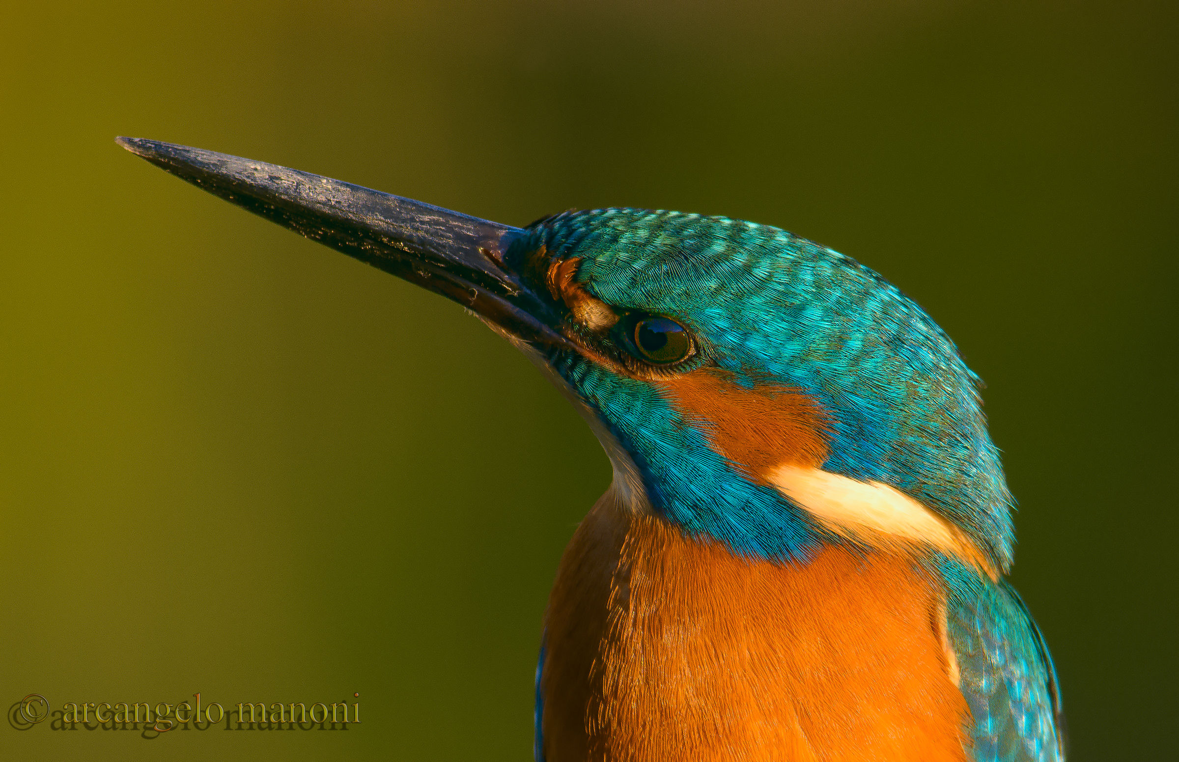 Primo piano al martino