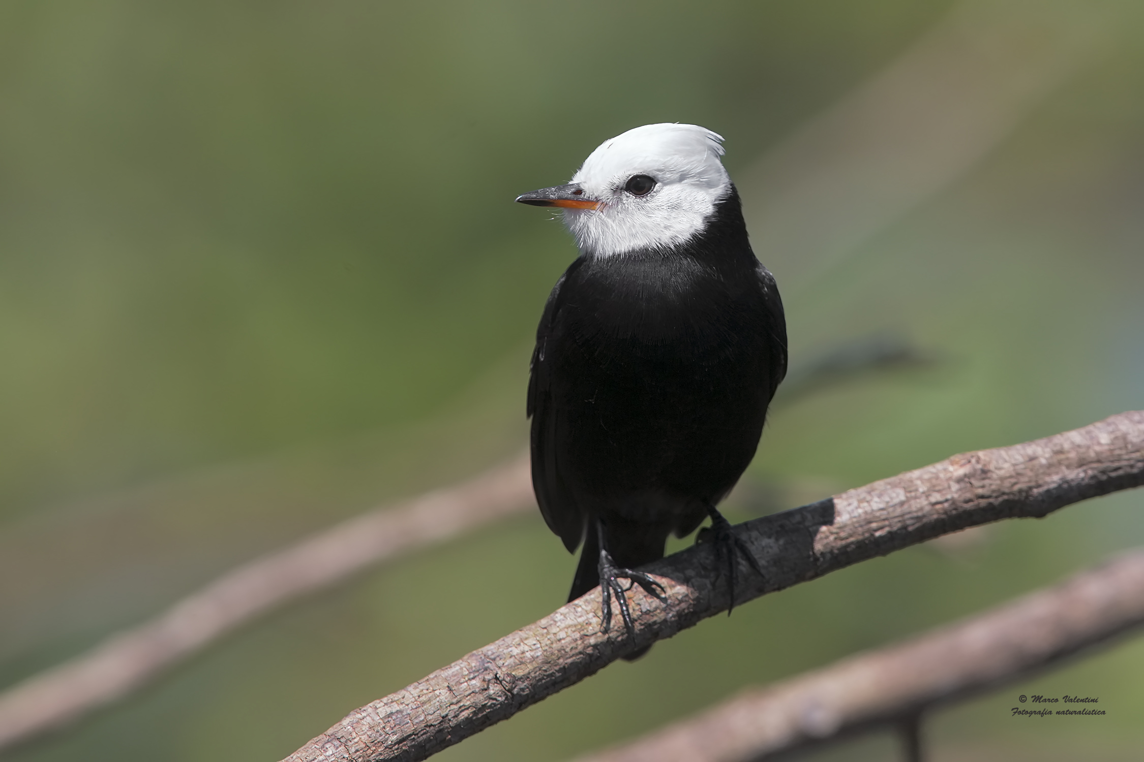 White-headed Marsh tyrant