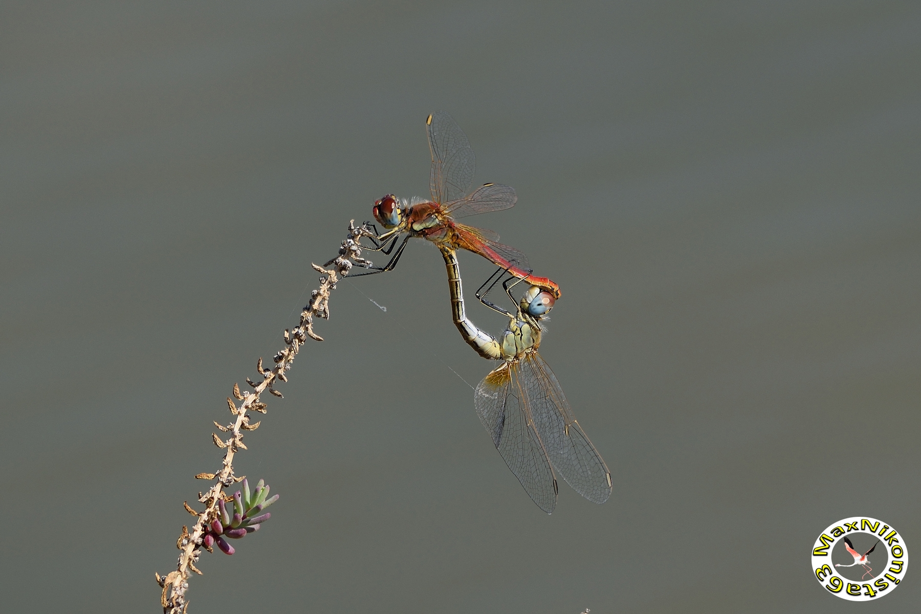 Couple of dragonflies