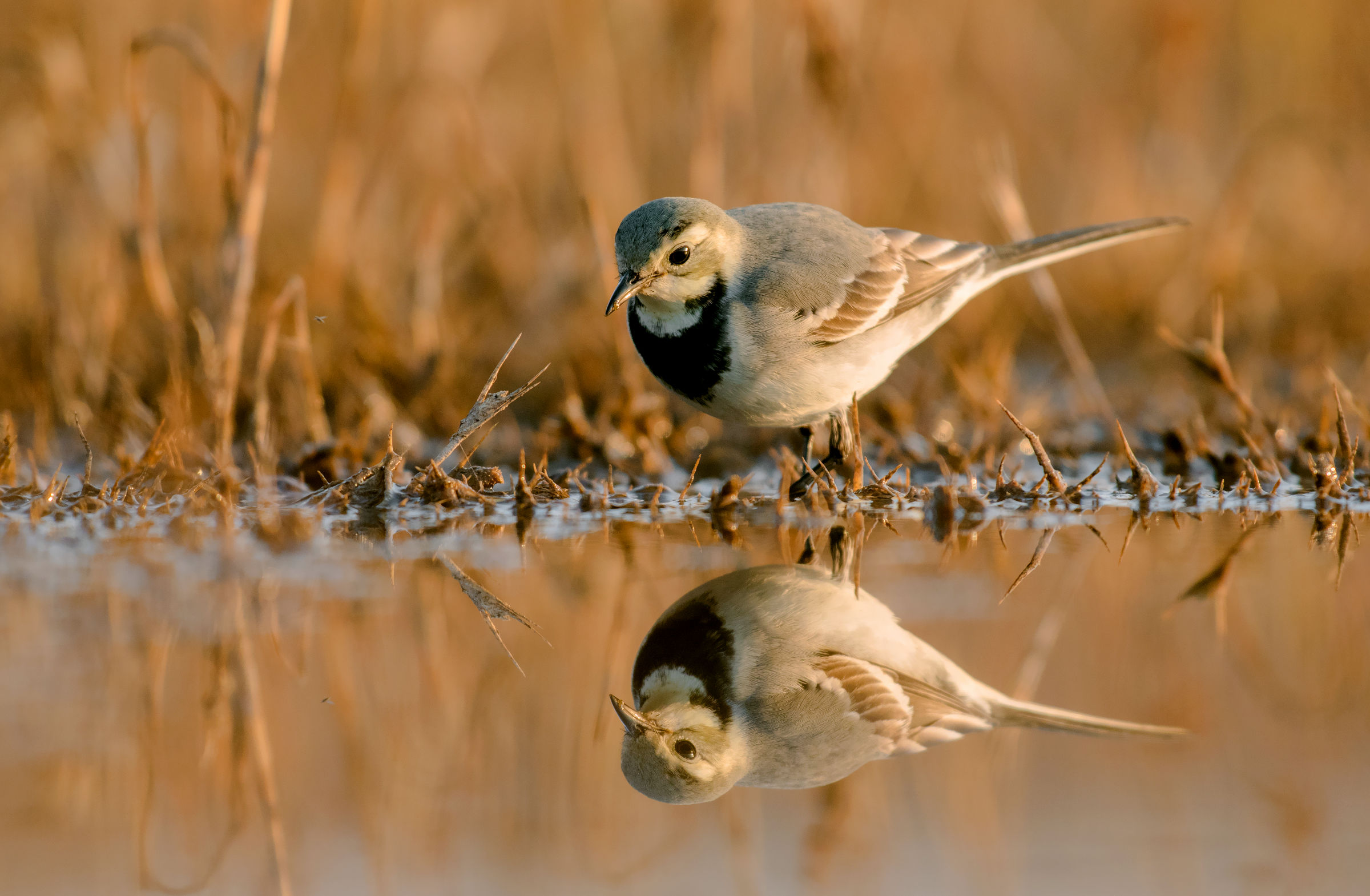 white wagtail
