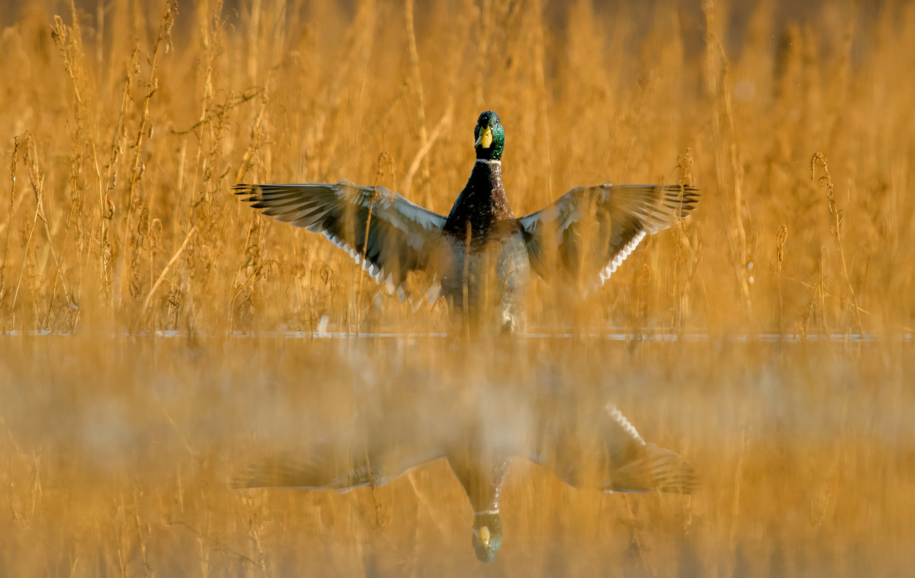 mallard
