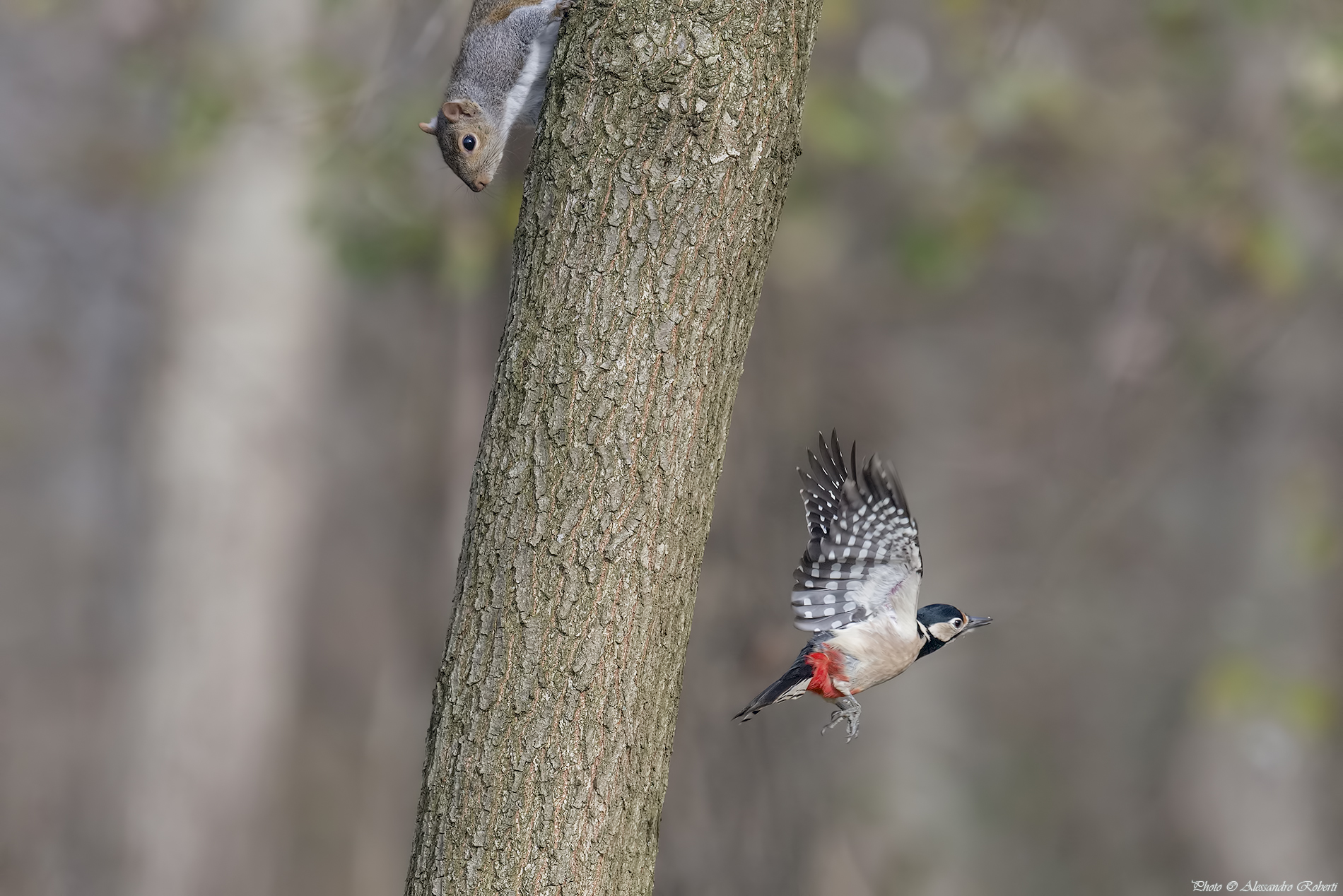 Ma dove vai..........