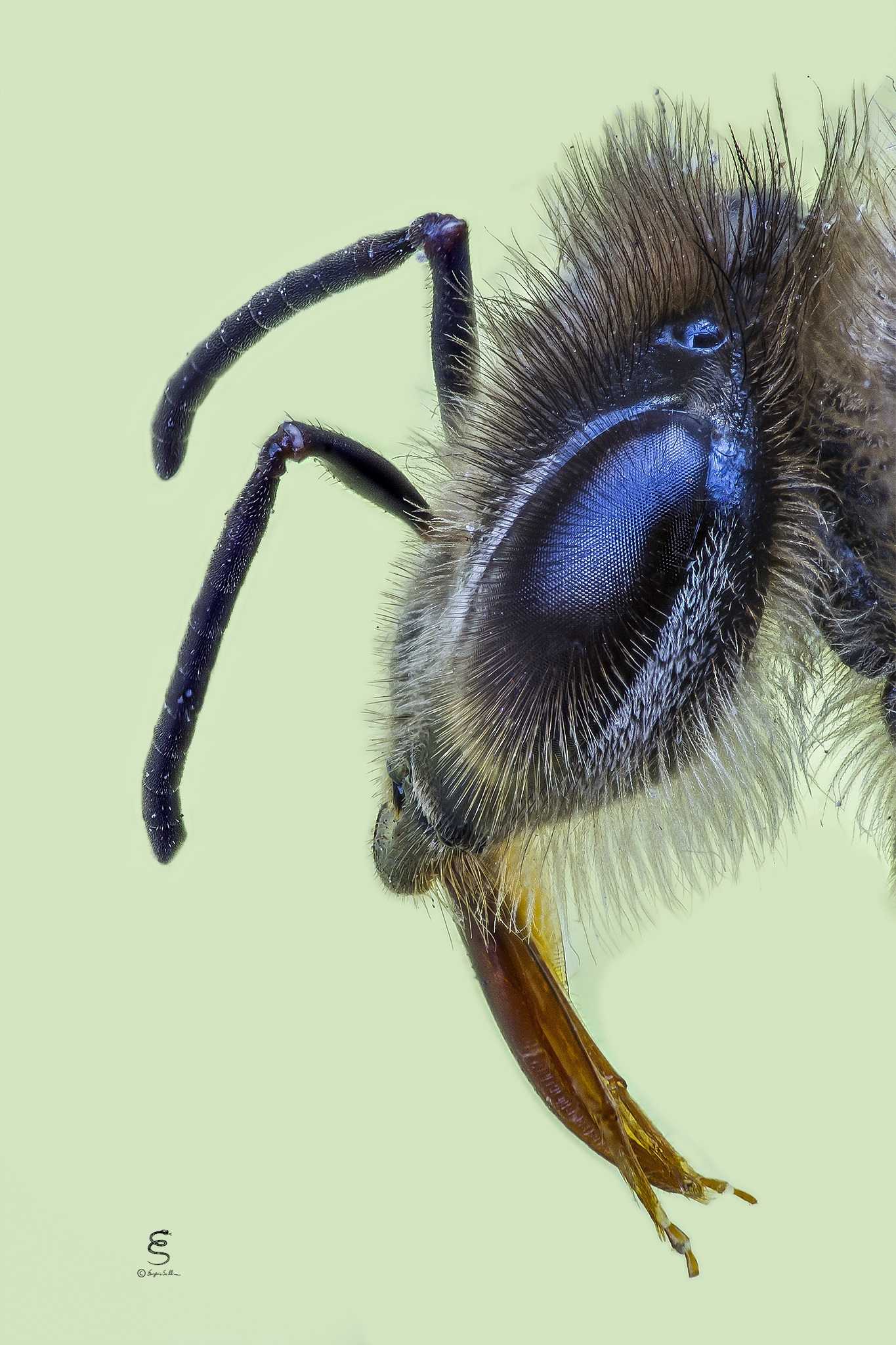 bee Profile