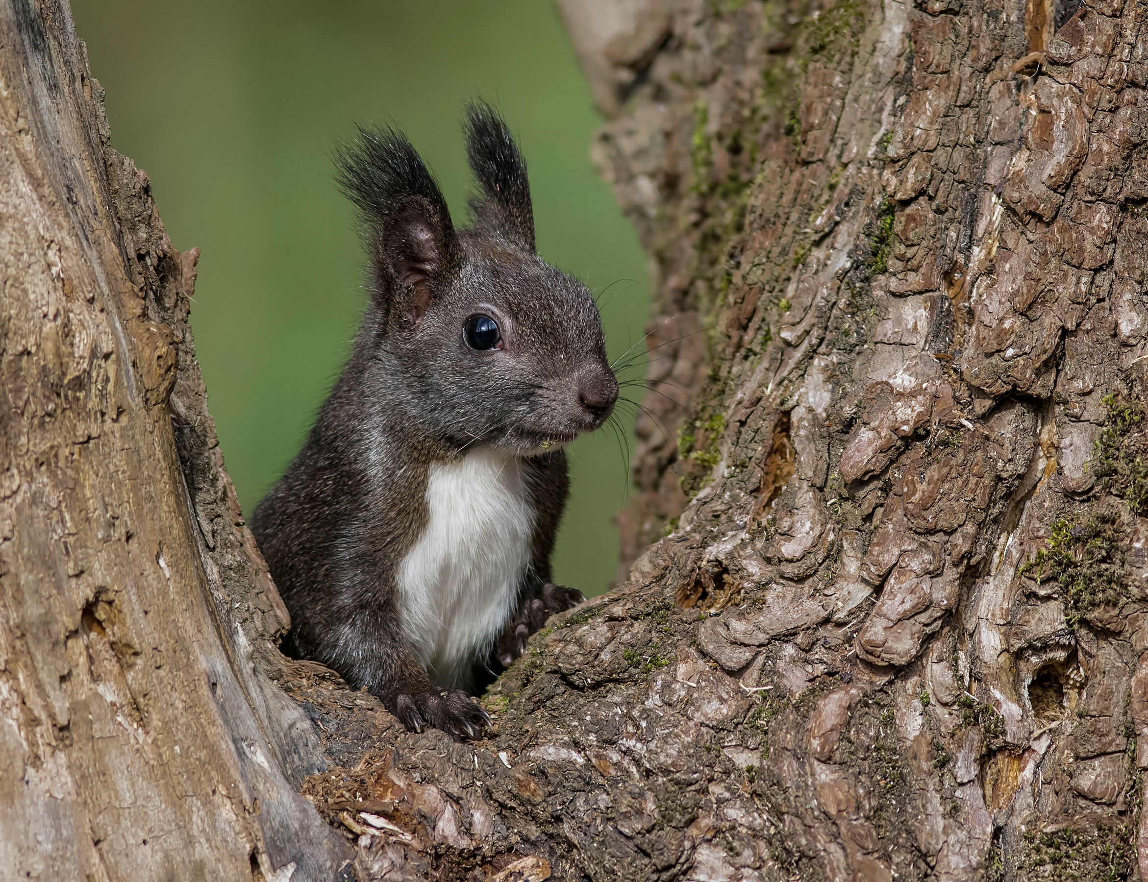 common squirrel
