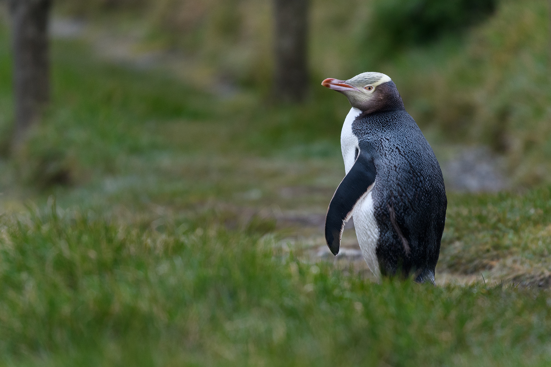 Yellow-eyed Penguin