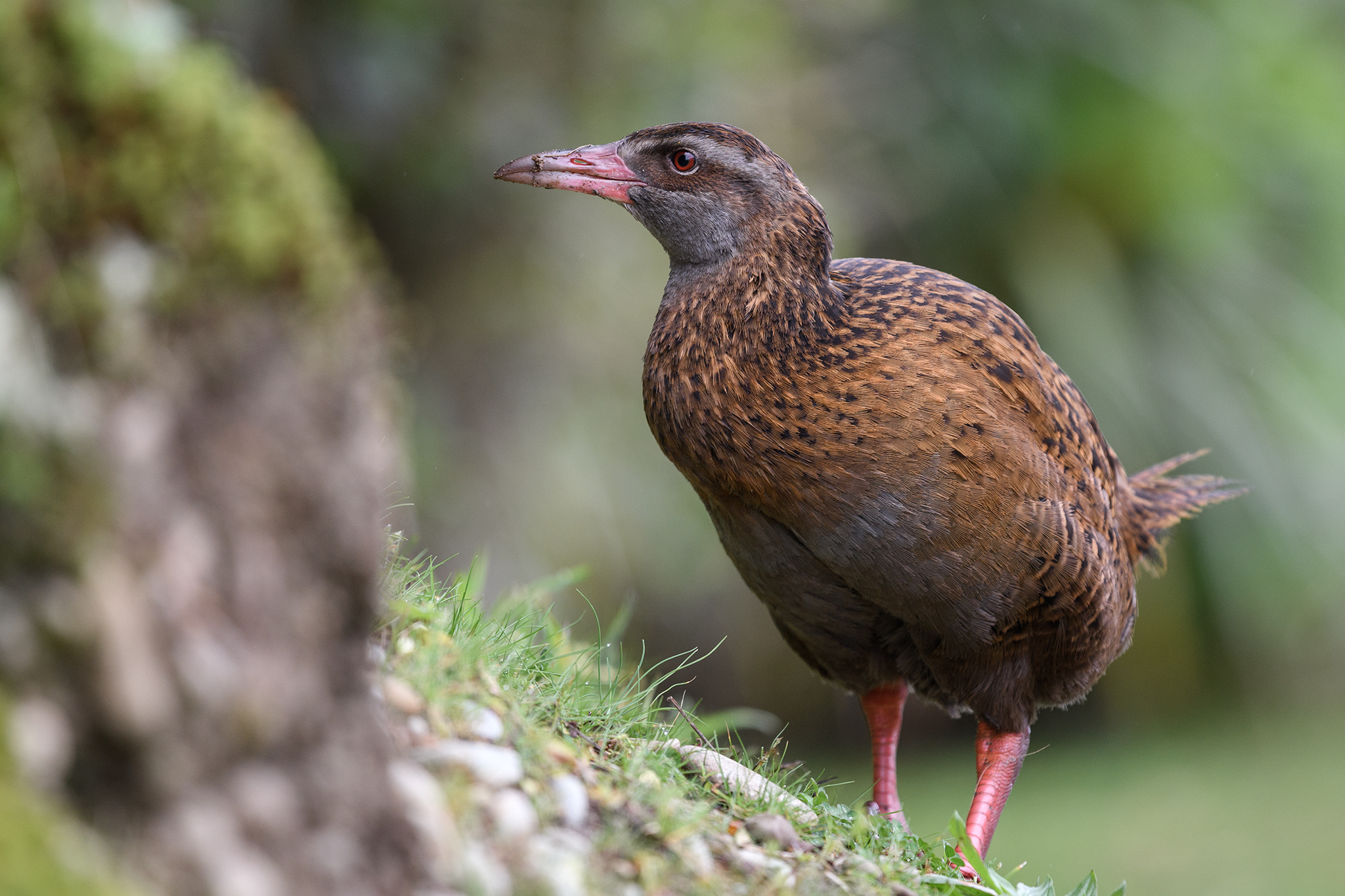 Weka