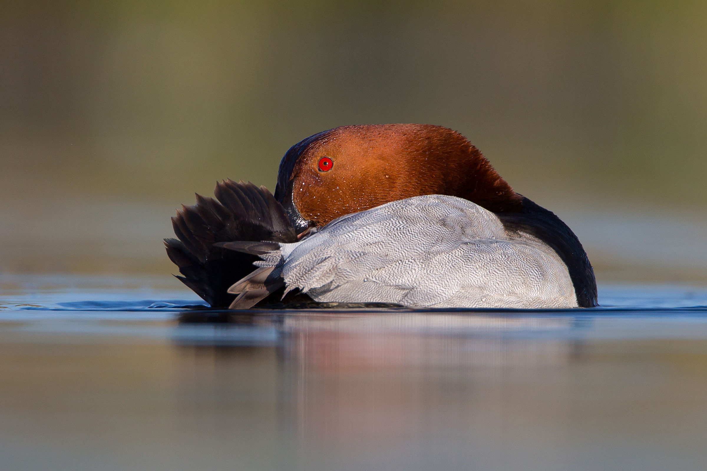 Common Pochard