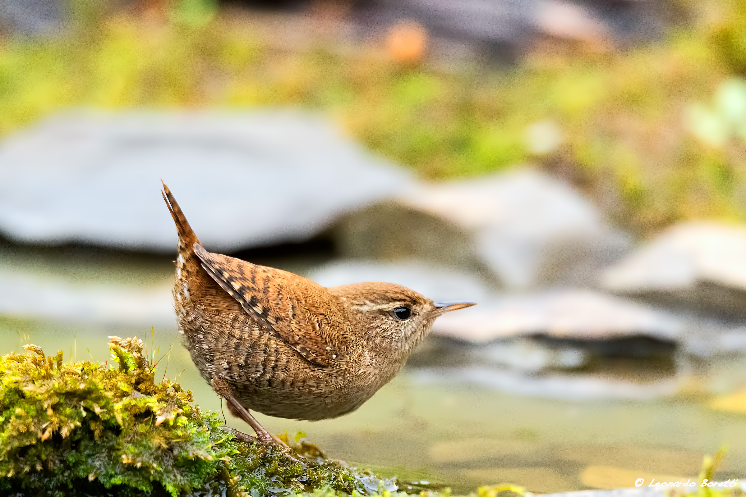 Wren