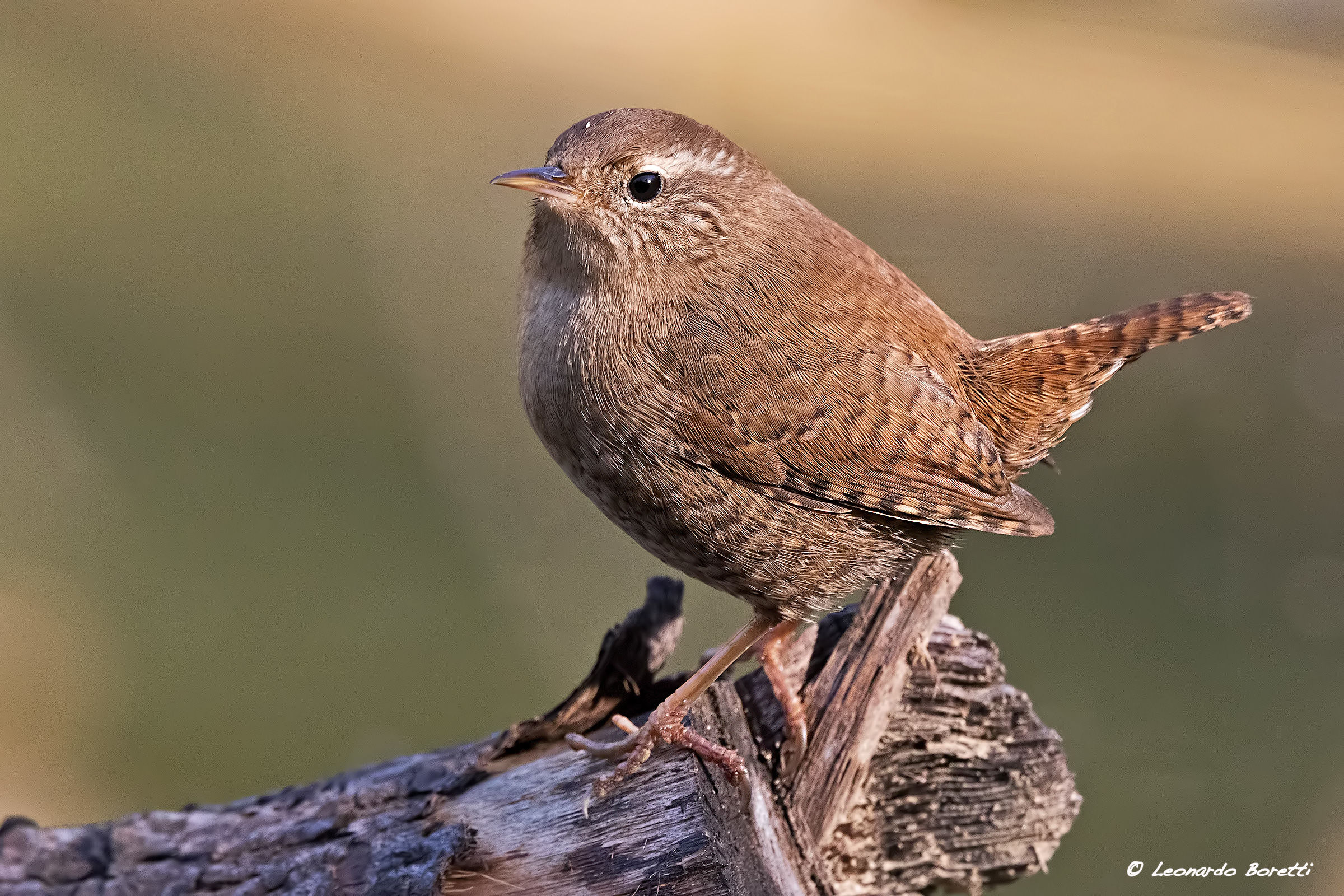 Wren