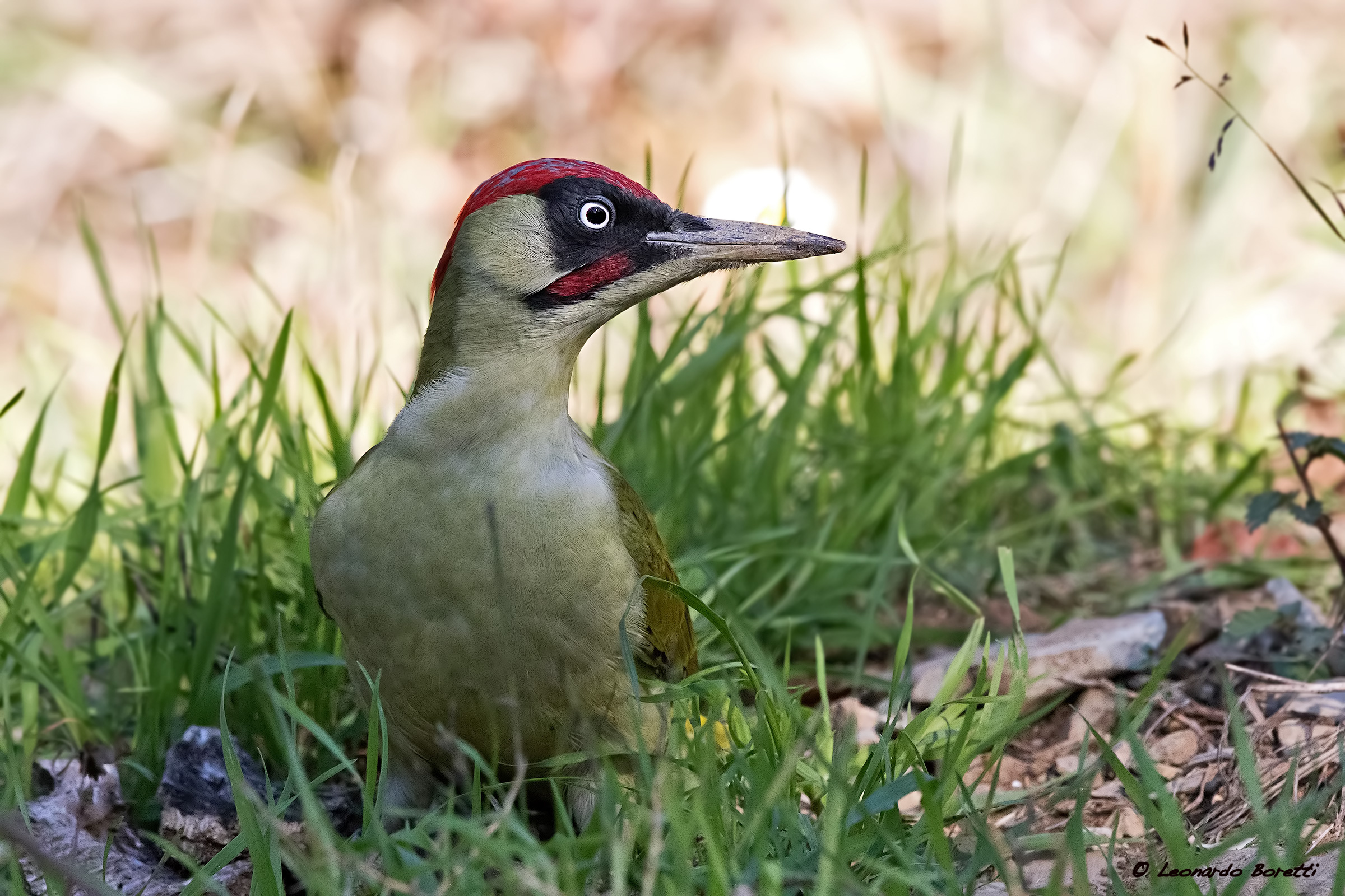 Green woodpecker
