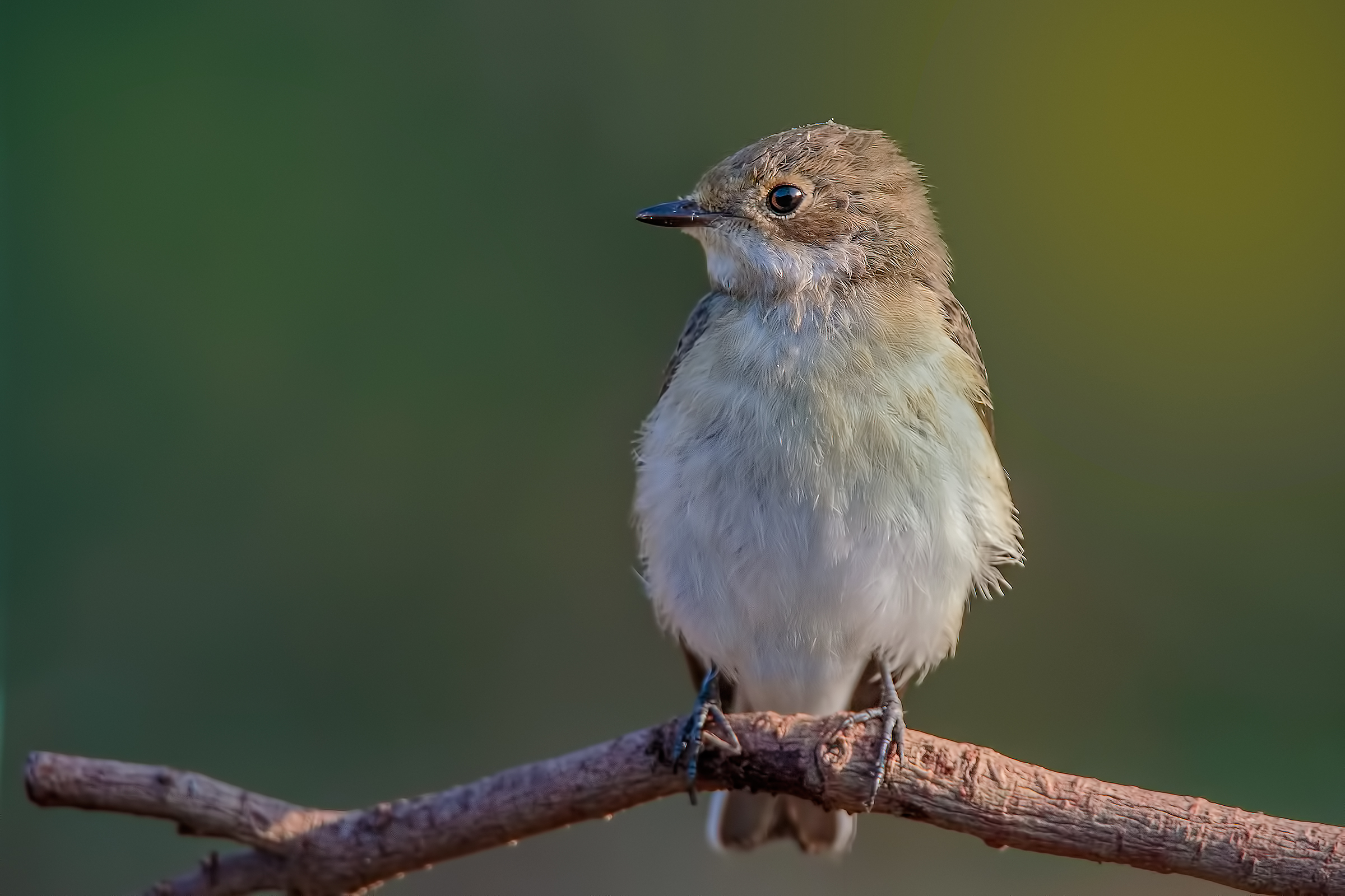 Pied Flycatcher (Ficedula hypoleuca)