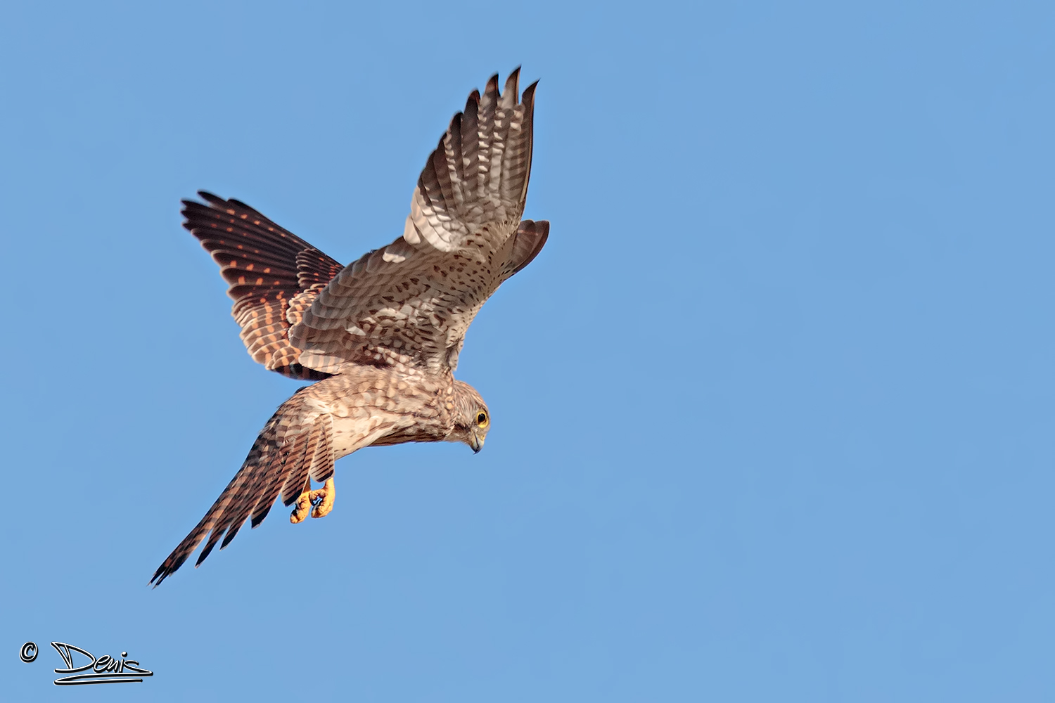 Kestrel - Holy Spirit