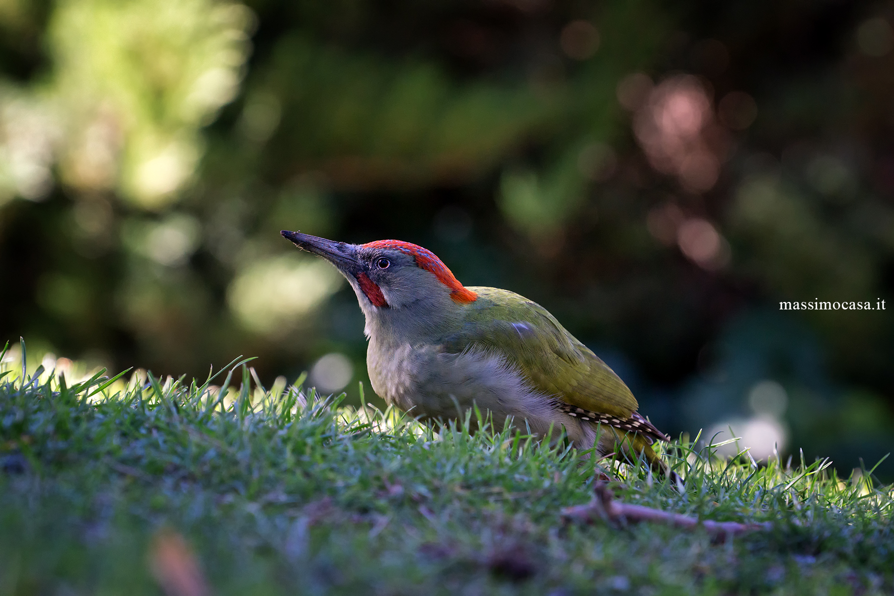 green woodpecker