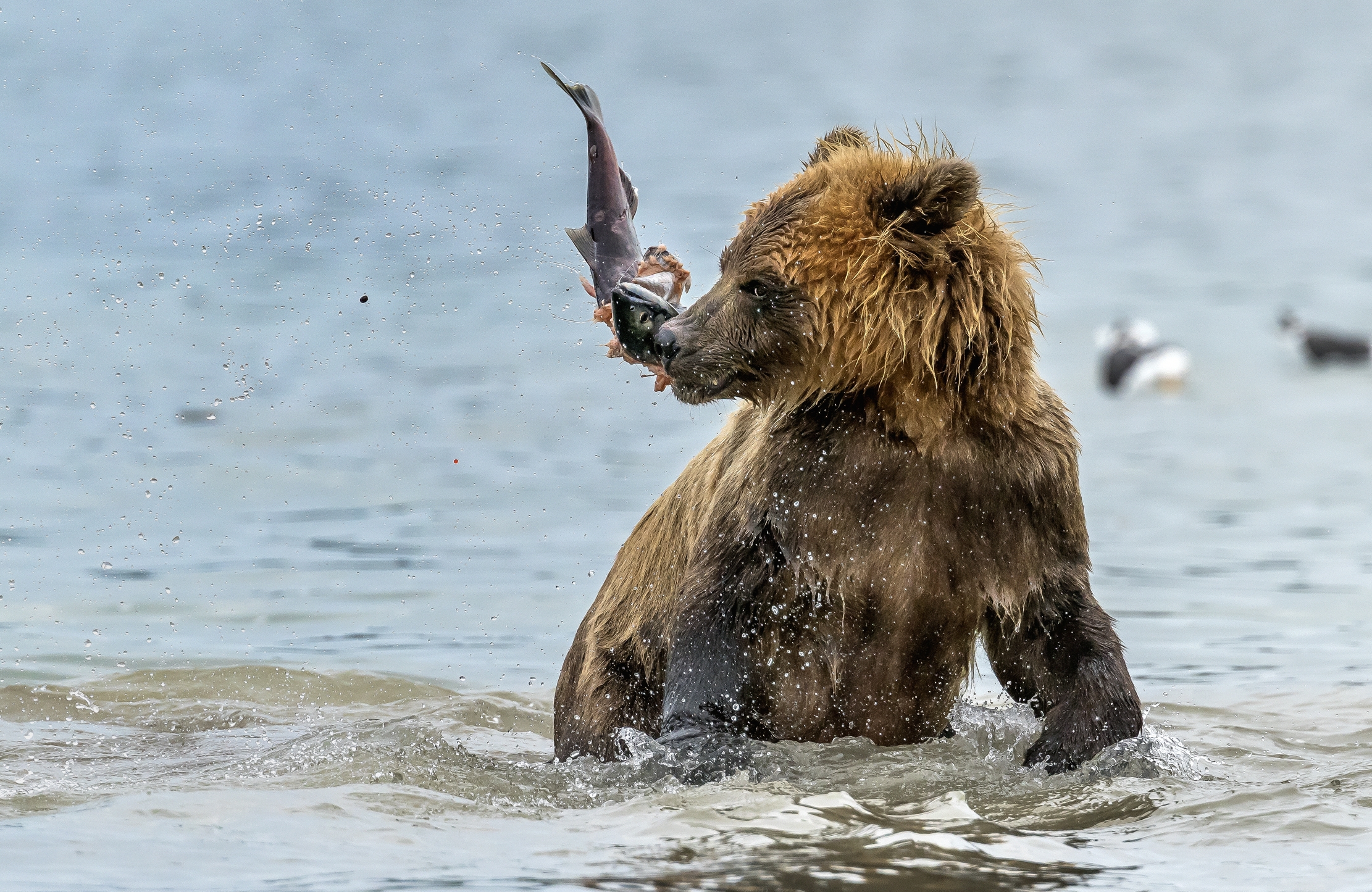 Kamchatka 2016 - Shaking