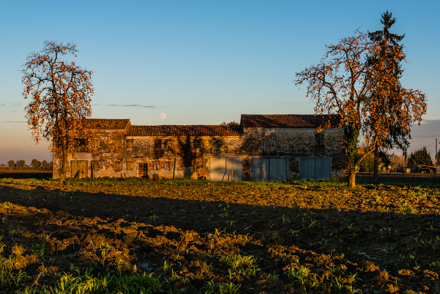 The land of persimmons