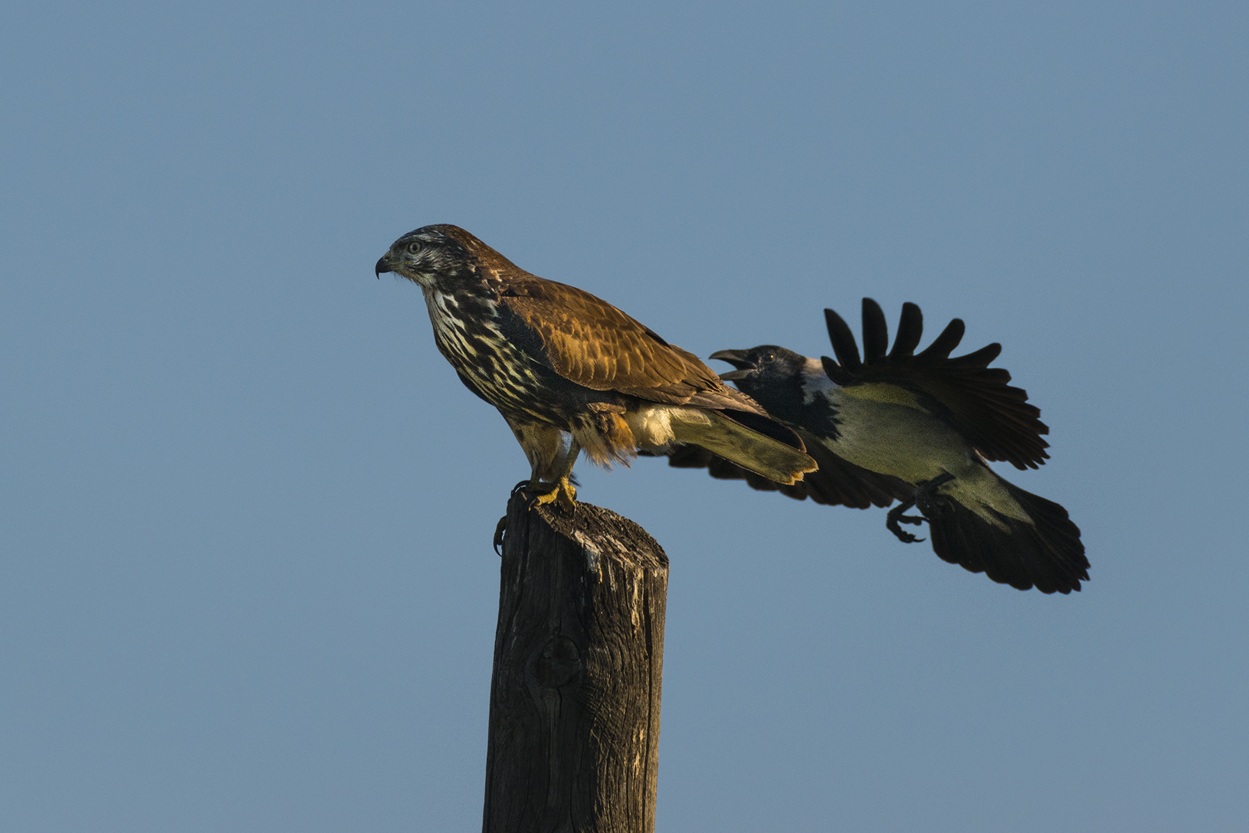 Attacco a sorpresa 2: Cornacchia vs Poiana