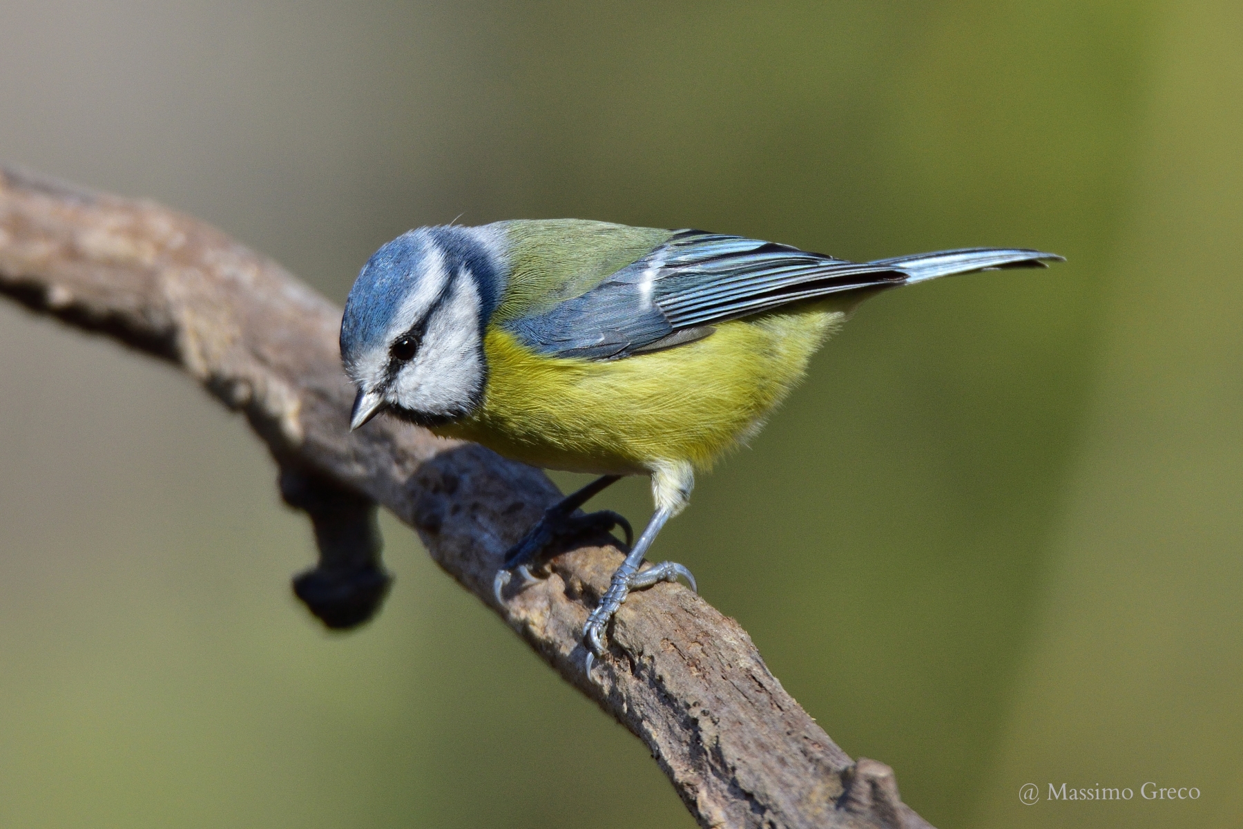 Cinciarella (Cyanistes caeruleus)
