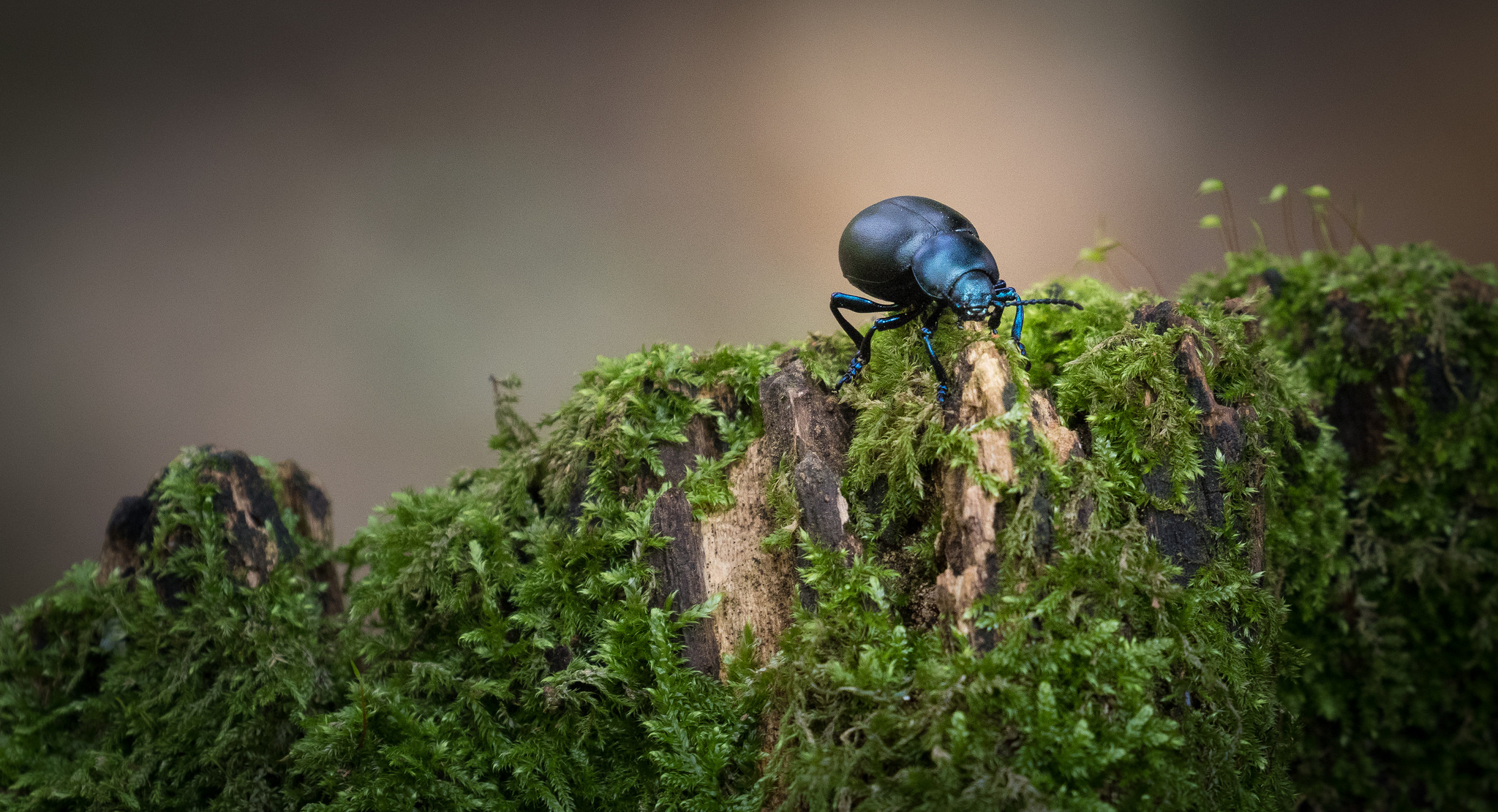 Inhabitant of the undergrowth