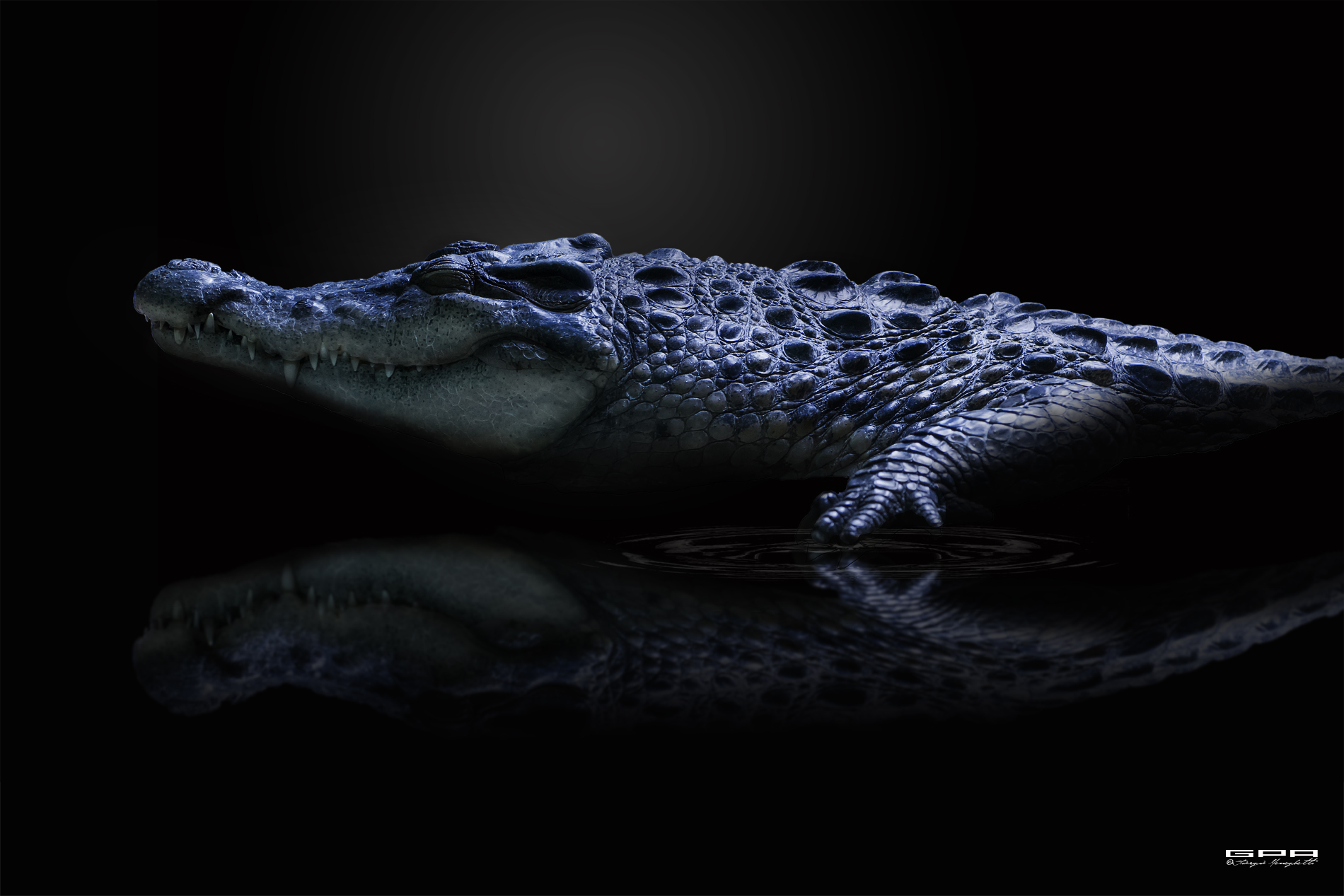 Crocodile