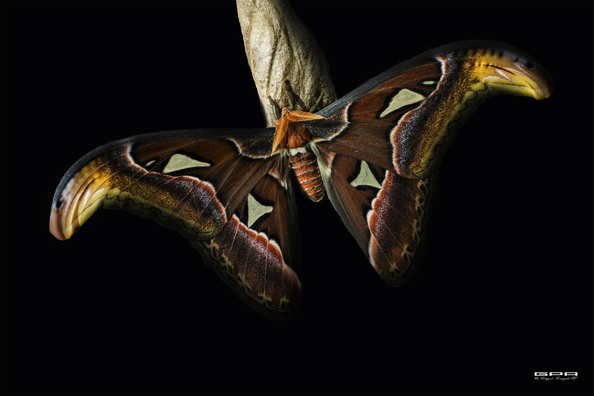 Attacus atlas