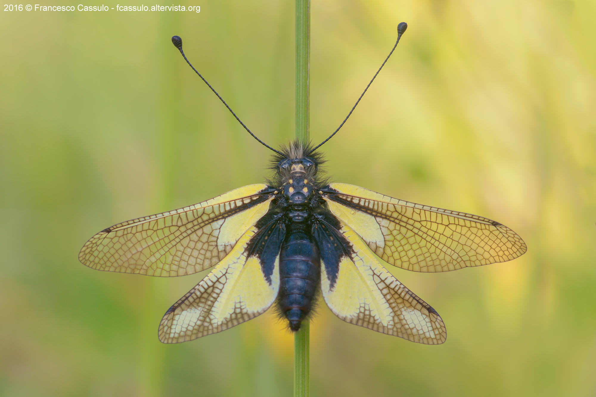 Libelloides longicornis (Linnaeus, 1764)